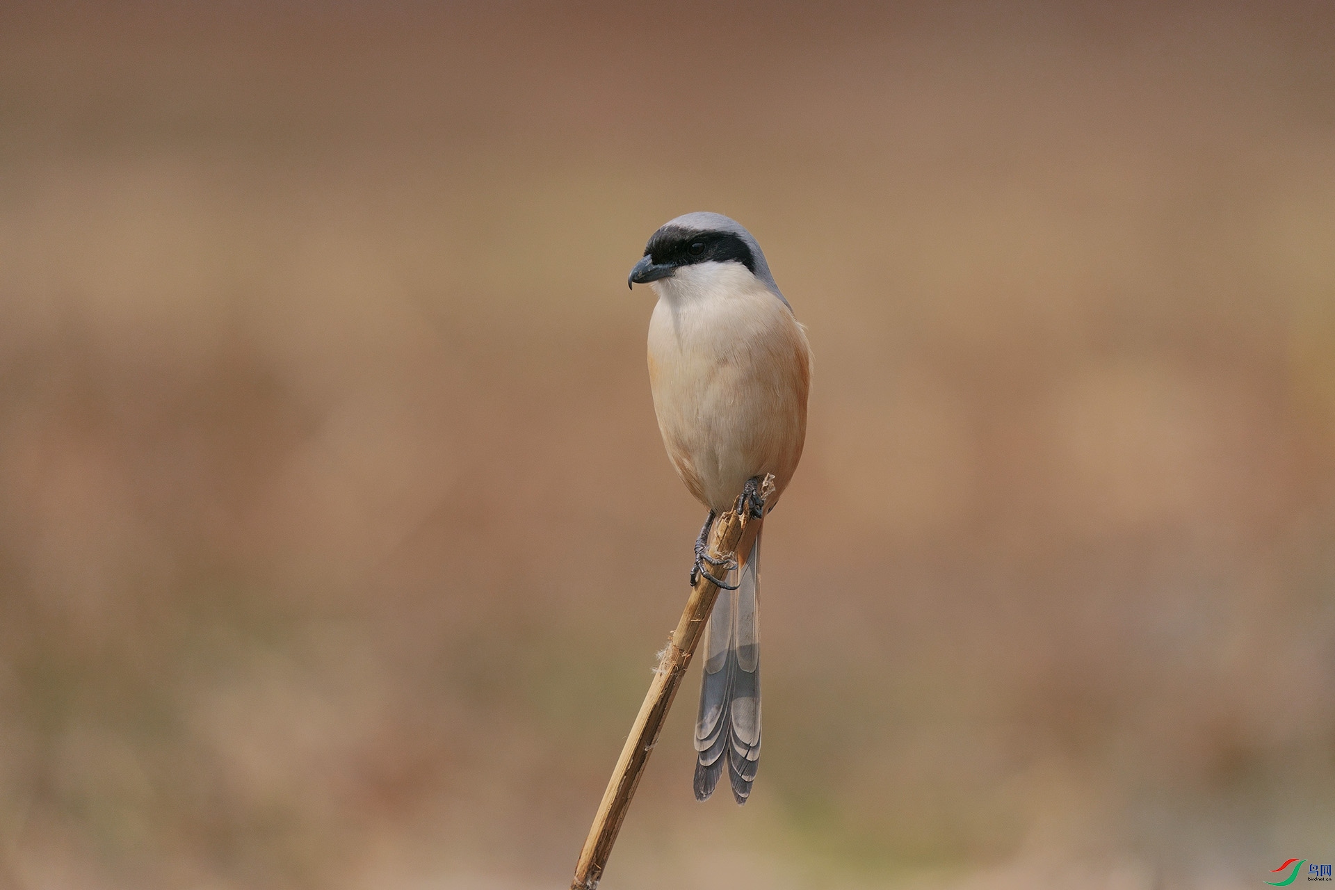 DSC05142-1.jpg