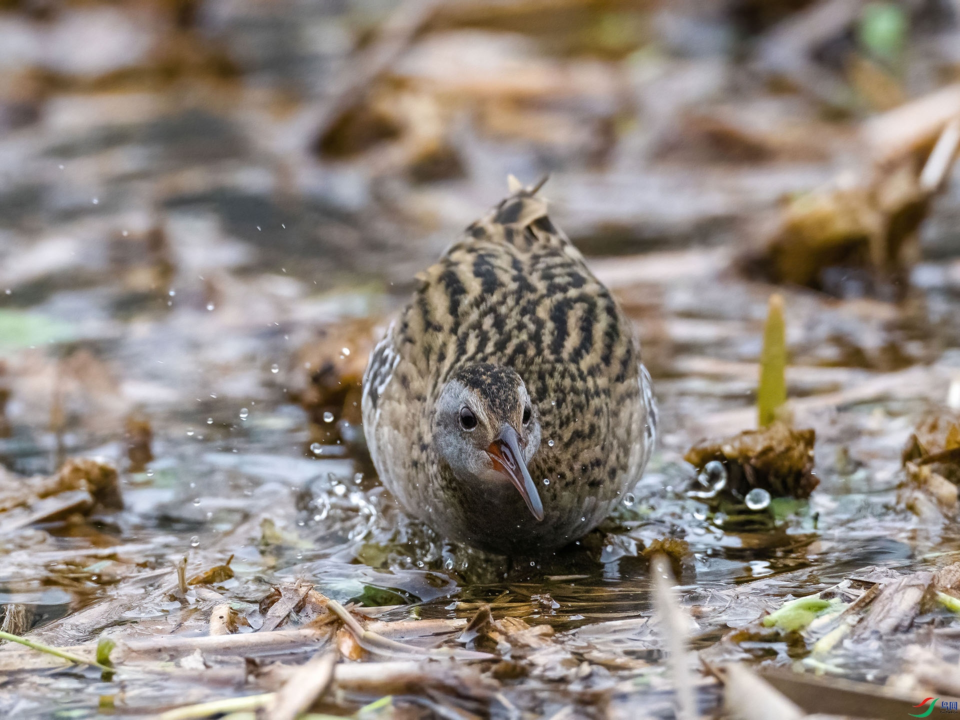 05 P2250125-DeNoiseAI-low-light.jpg