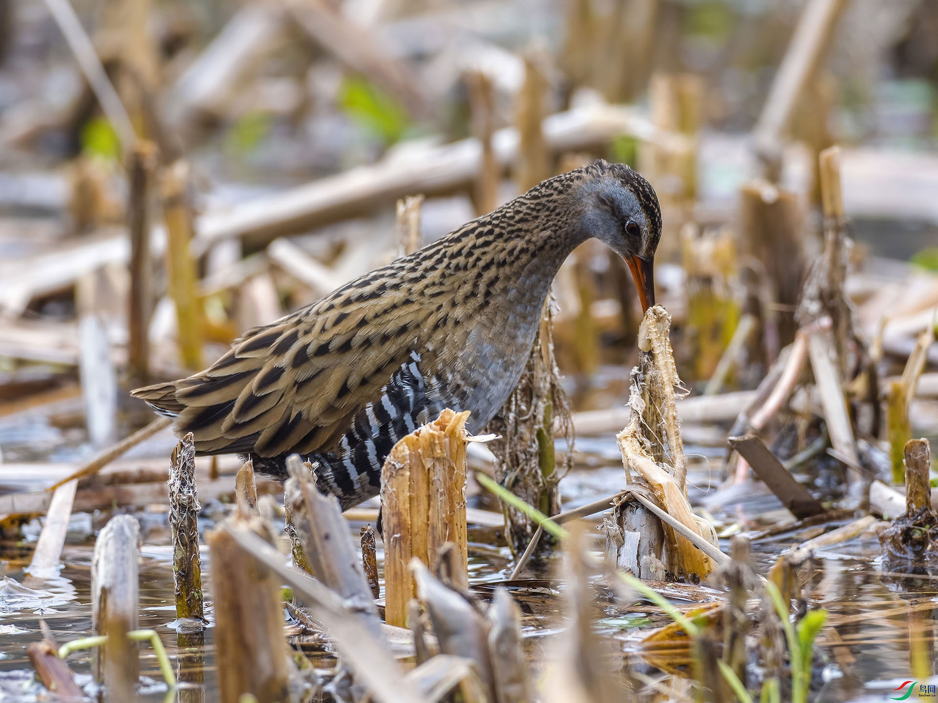 04 P2258504-DeNoiseAI-low-light.jpg