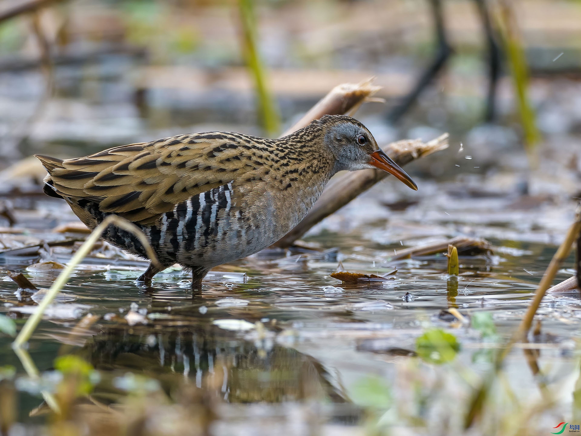 03 P2259268-DeNoiseAI-low-light.jpg