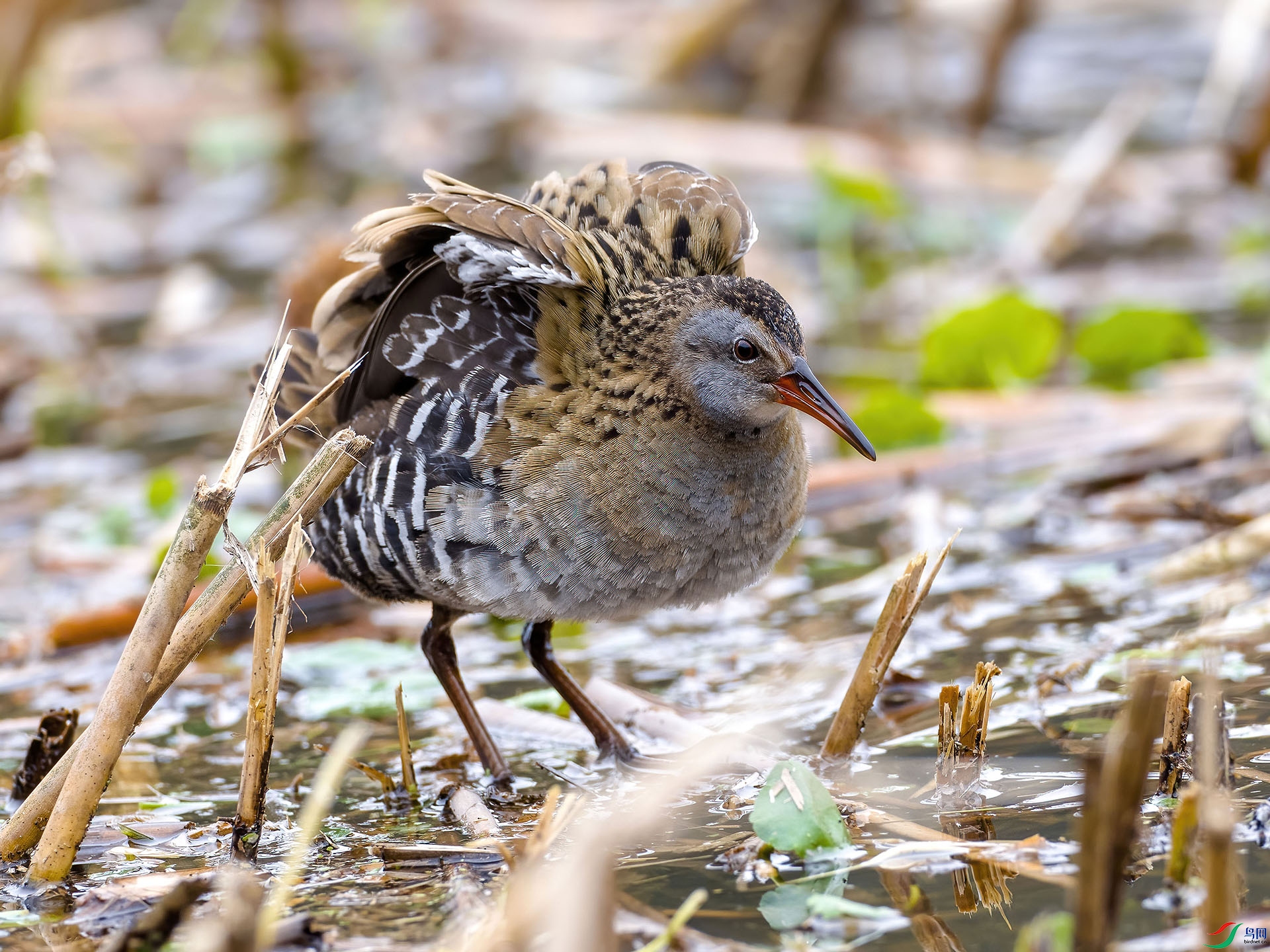 06 P2259299-DeNoiseAI-low-light.jpg