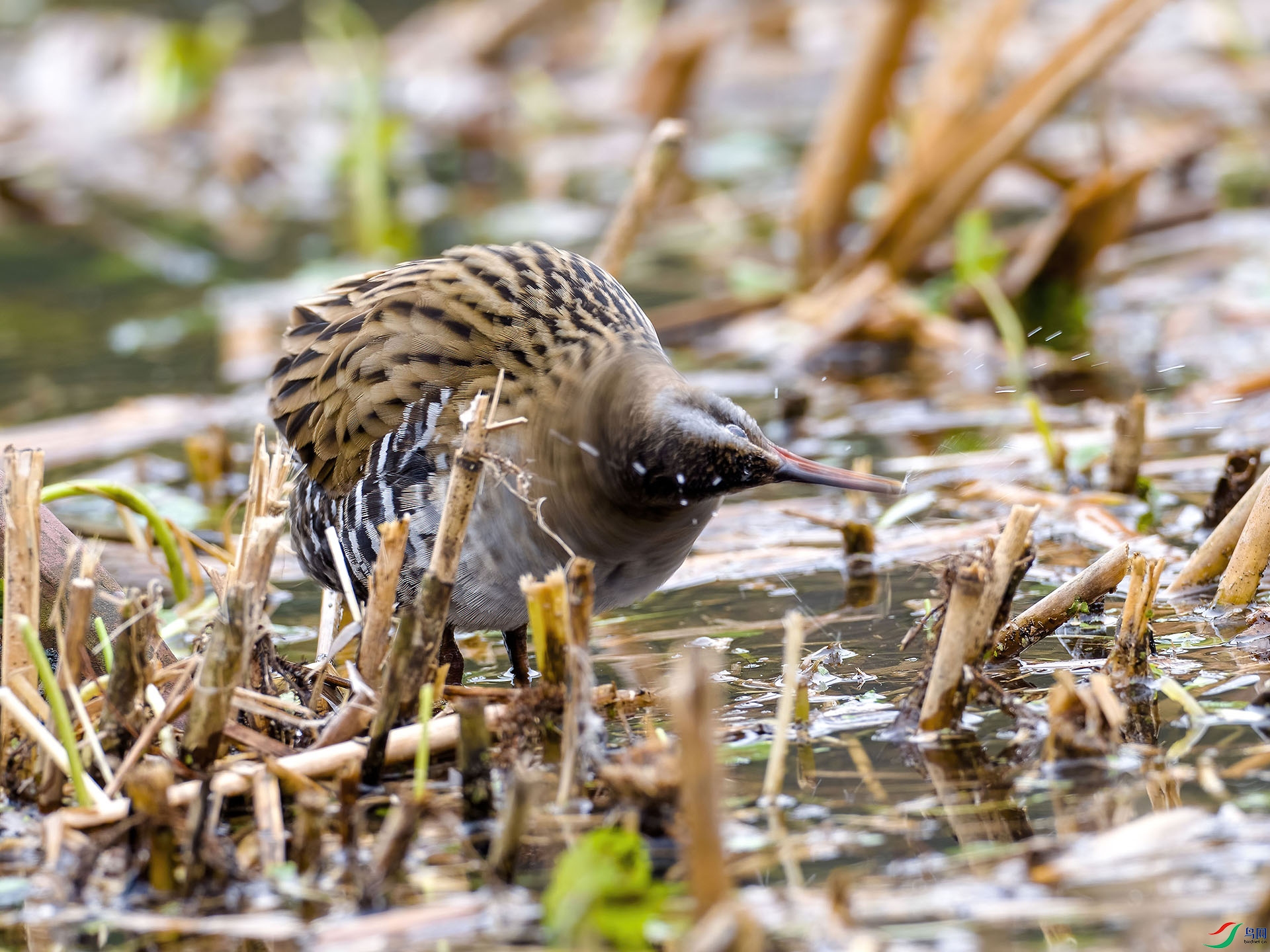 08 P2259309-DeNoiseAI-low-light.jpg