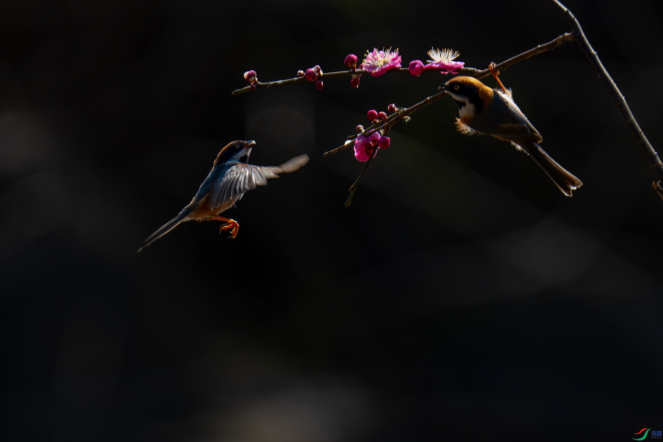 DSC03784-a.jpg