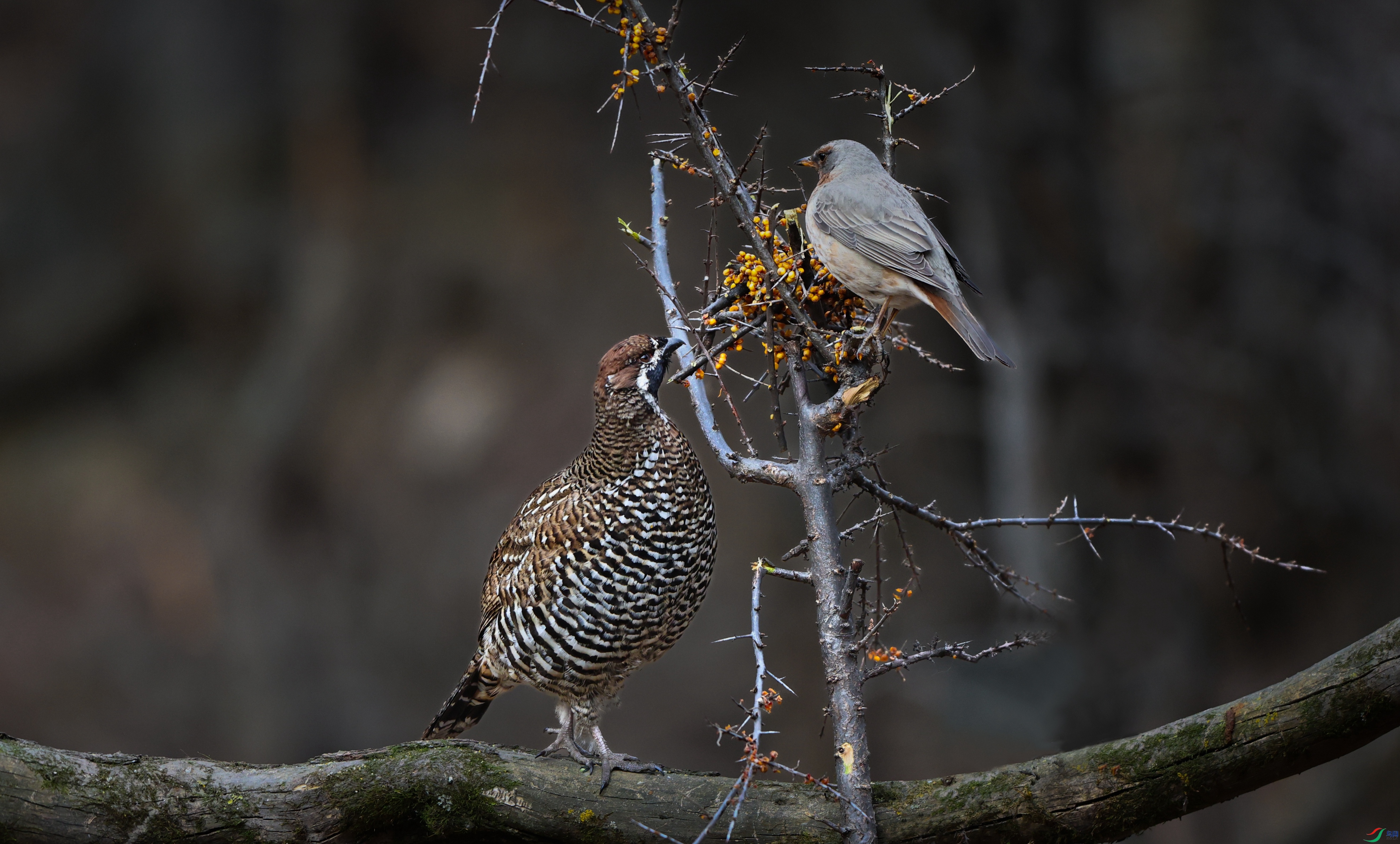 7X5A1064 - ����.JPG