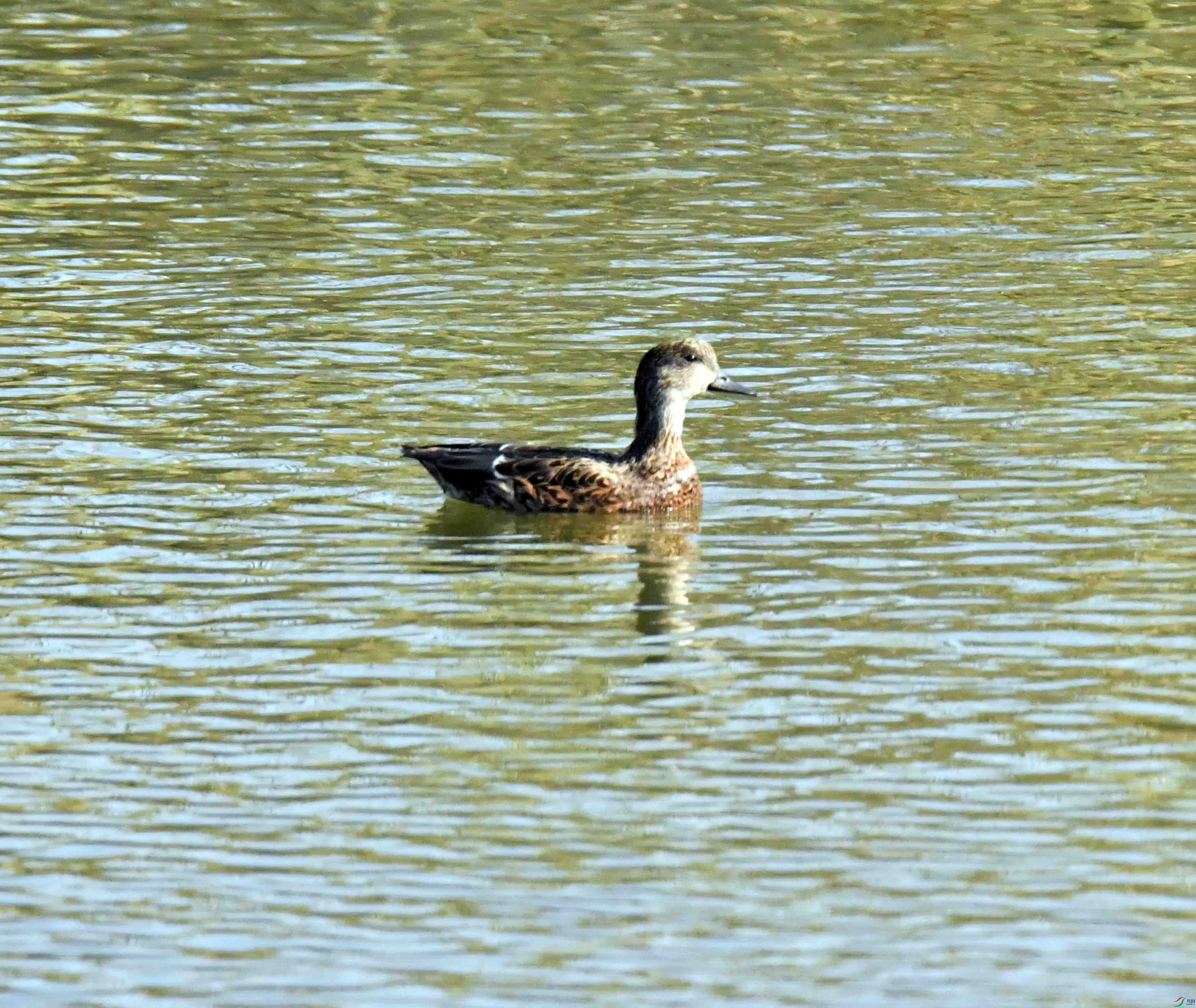 DSC_2839.JPG