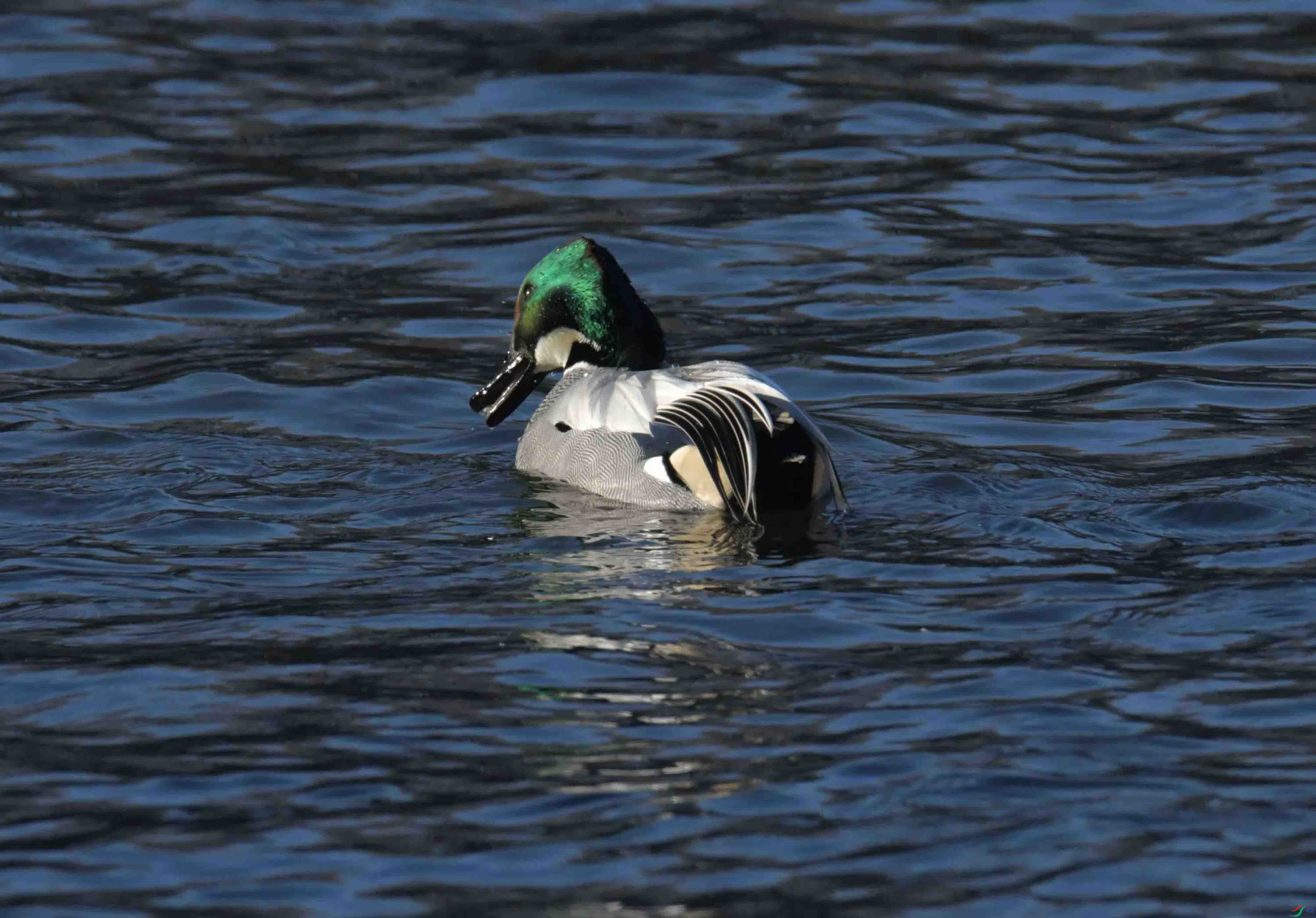 DSC_9613.JPG