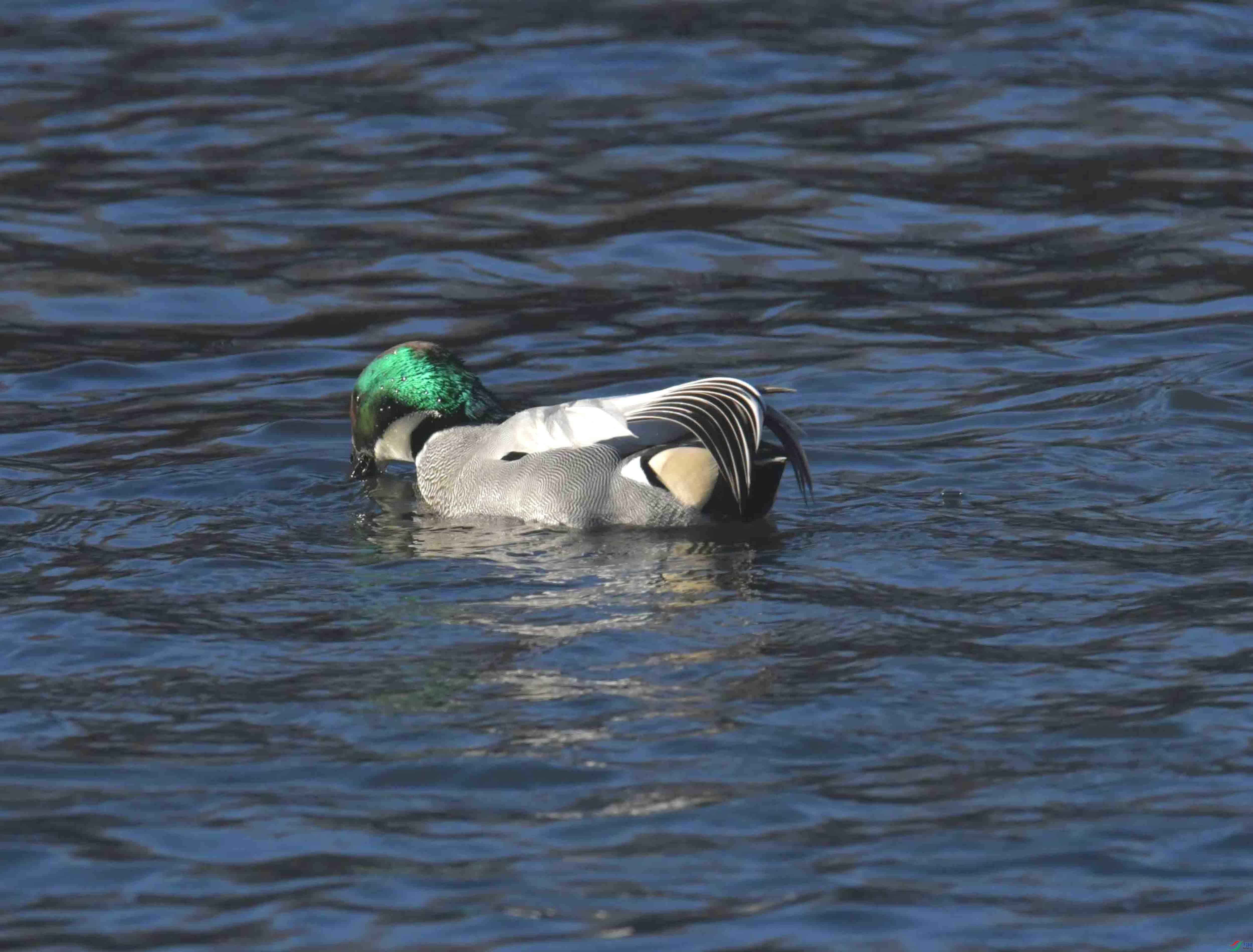 DSC_9617.JPG