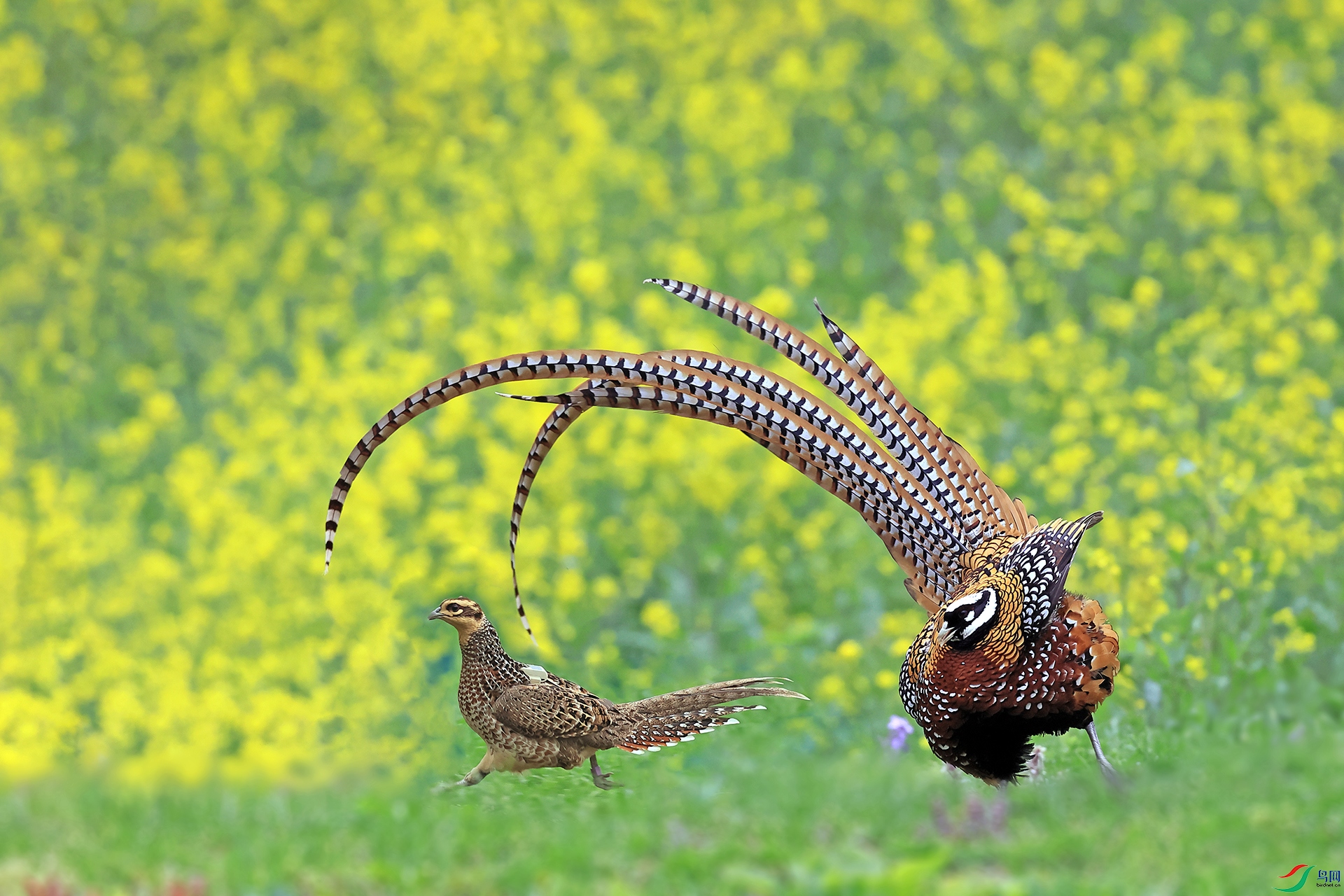 �׹ڳ�β��138-1.jpg