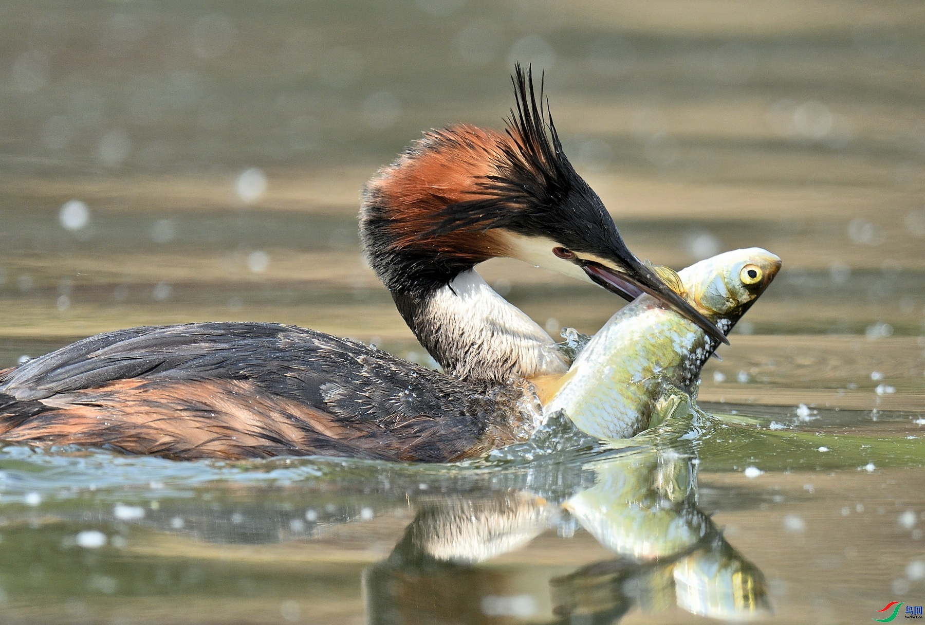 2.2�Ϻ���ʦ��Ʒ   ��ͣ�ף���ٻ��Ա������.jpg