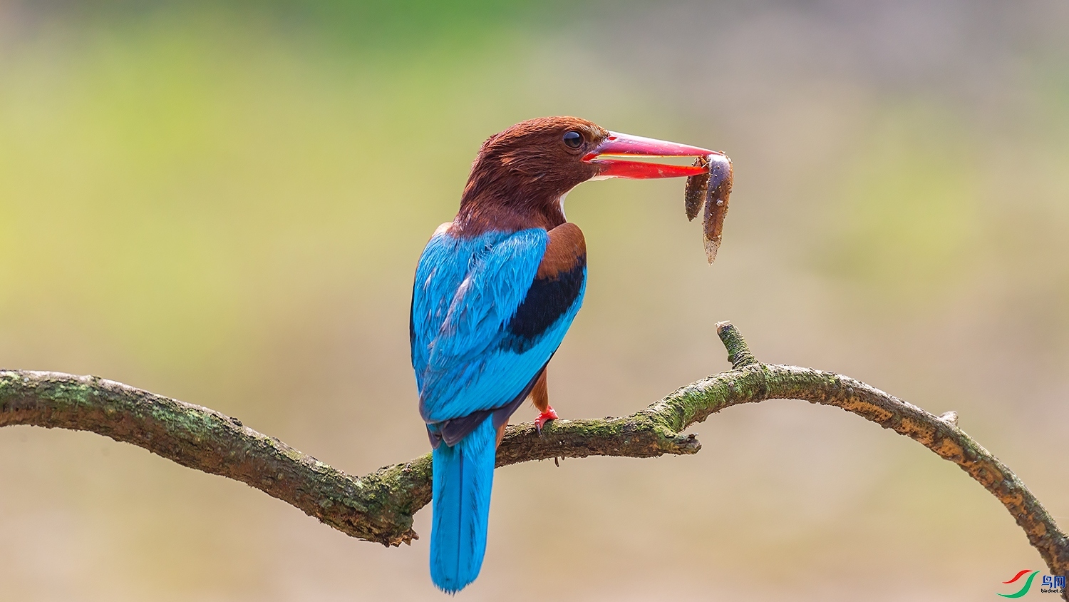 2.2������ѩ��ʦ��Ʒ   ���������ף���ٻ���Ӱʦ������.jpg