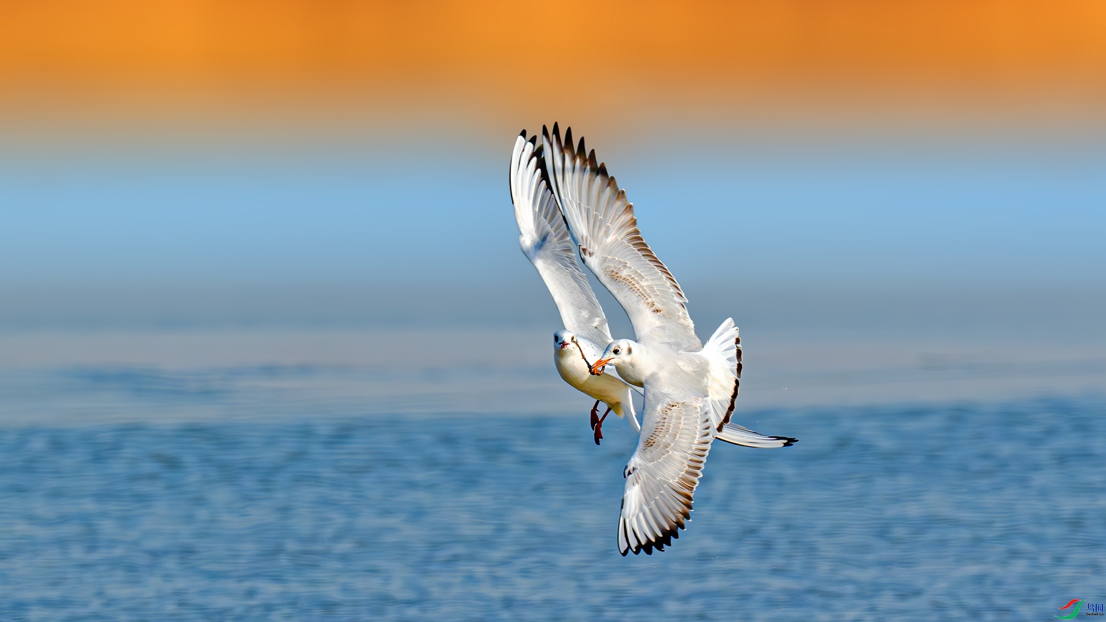 2.4����һɫYU��ʦ��Ʒ   ������ʳ��ף���ٻ��Ա������.jpg