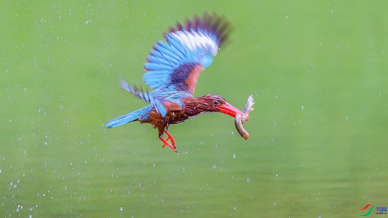 2.4������a��ʦ��Ʒ   һ��˫��ף���ٻ����Ѿ�����.jpg