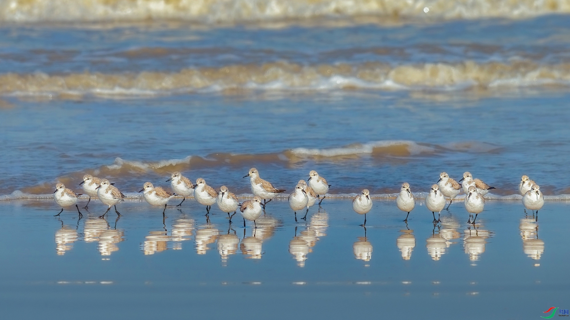 2.5Դ����Ȼ��ʦ��Ʒ  ��̤�˶�������ף���ٻ����������.jpg