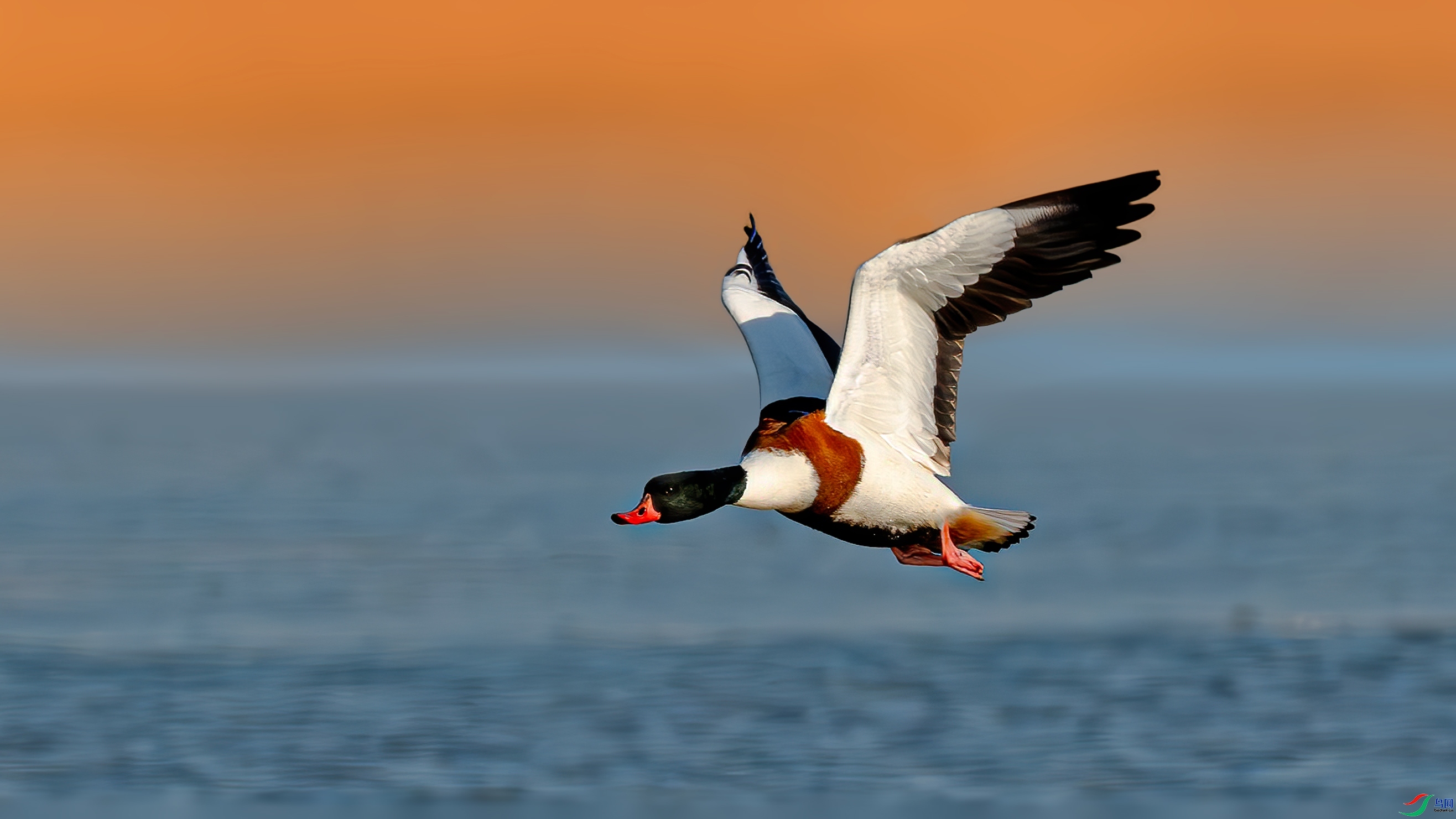 2.6����һɫYU��ʦ��Ʒ   ��·��ף���ٻ��Ա������.jpg