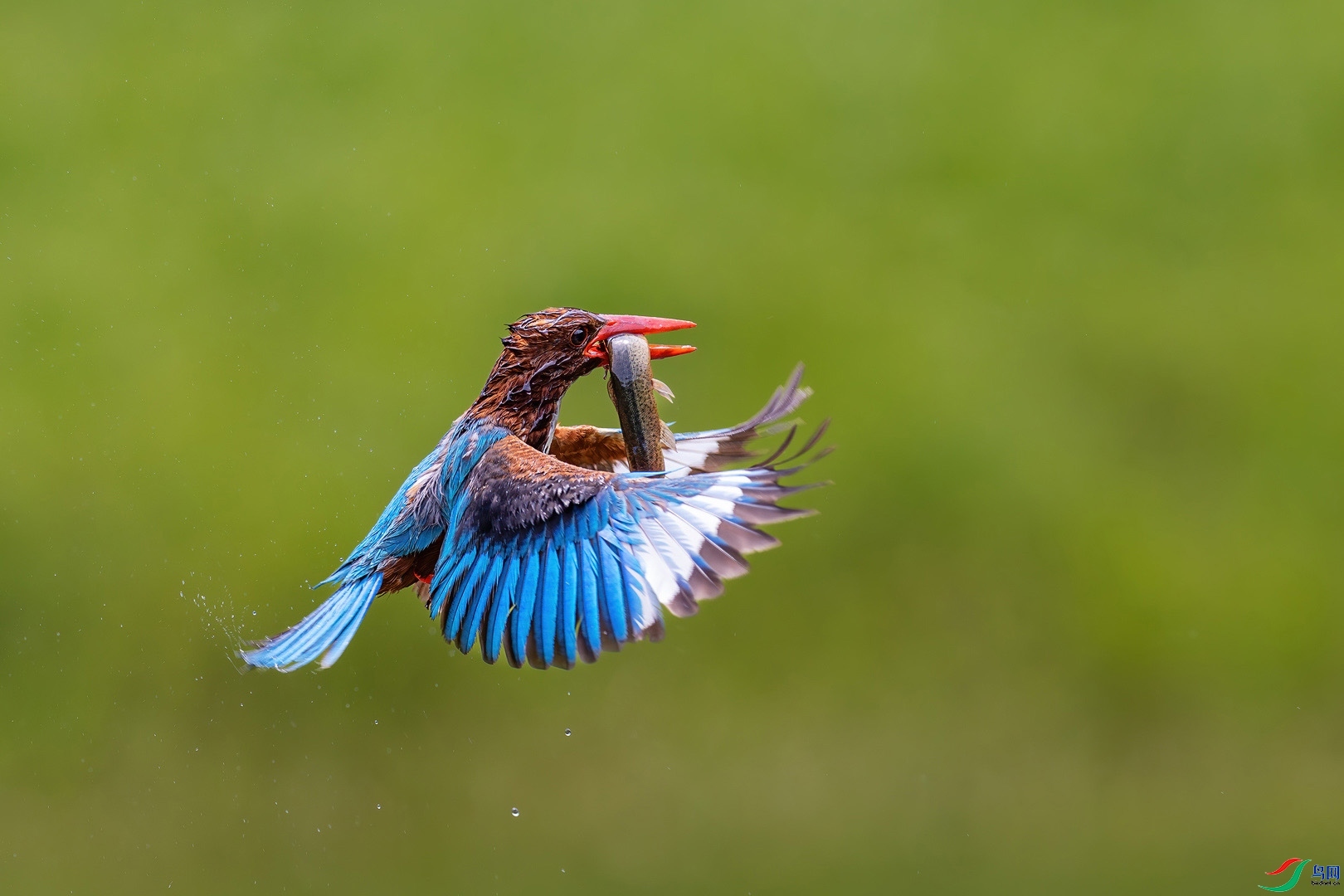 2.8������a��ʦ��Ʒ  ���������(������ʦ�����ٻ����Ѿ���.jpg