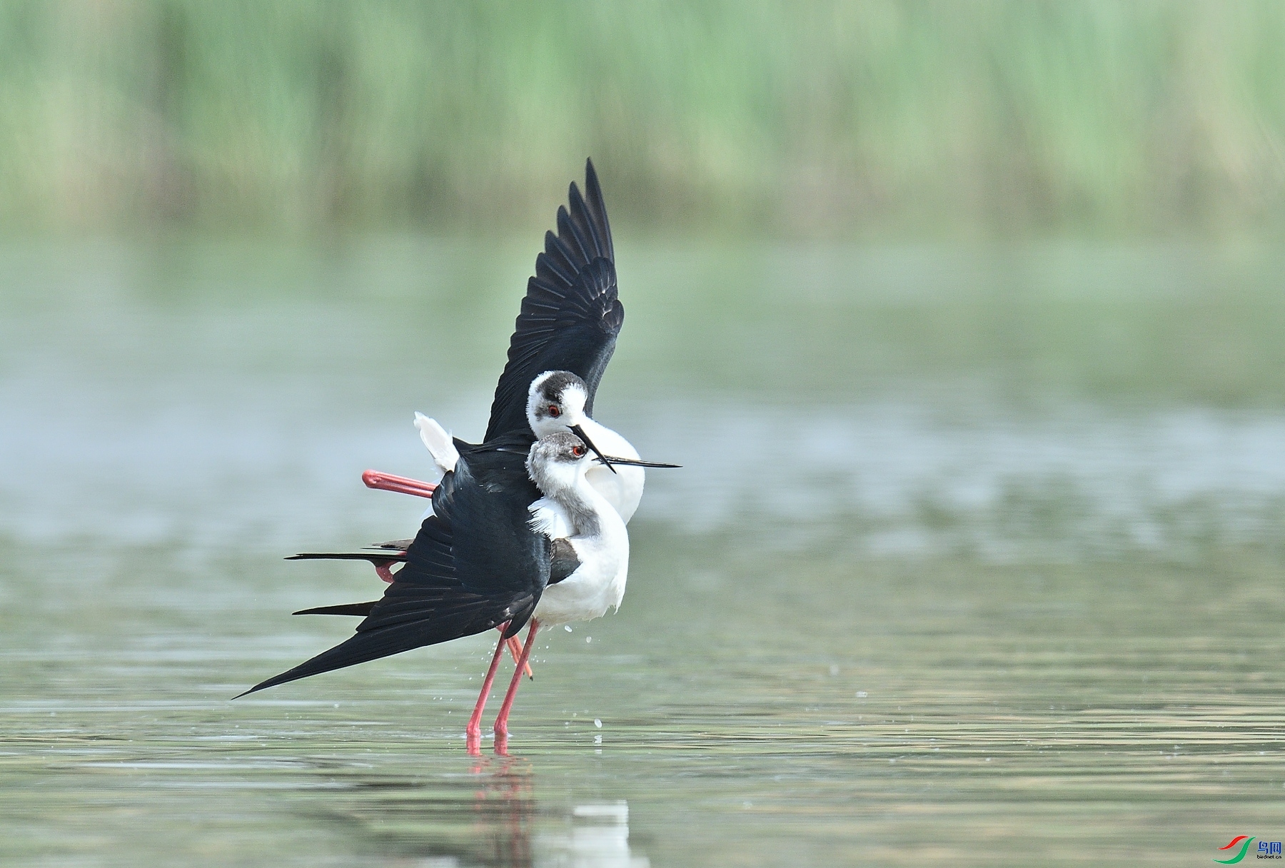 2.11�Ϻ���ʦ��Ʒ  ������ ��ף���ٻ��Ա������.jpg