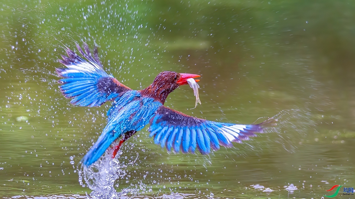 2.13������a��ʦ��Ʒ  �ﳤ��ȥ ��ף���ٻ����Ѿ�����.jpg