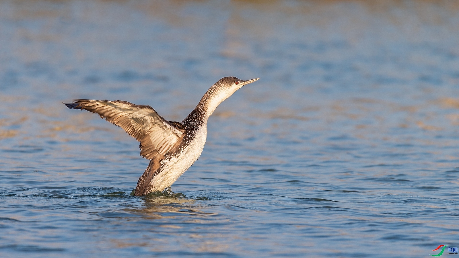 2.16������a��ʦ��Ʒ  ���Ǳ��5����ף���ٻ����Ѿ�����.jpg