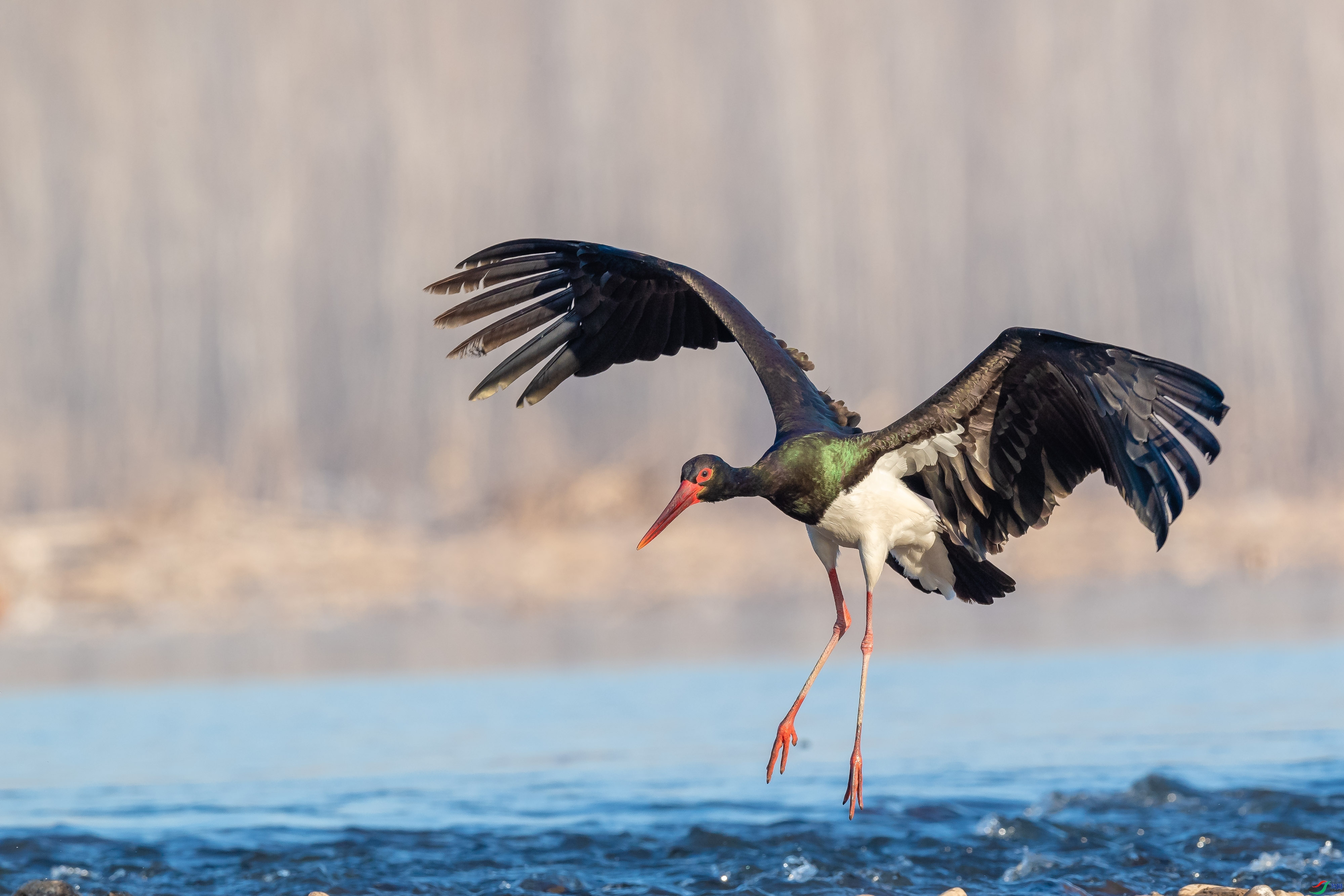 2.17����������ʦ��Ʒ  ���� ��ף���ٻ��Ա������.jpg