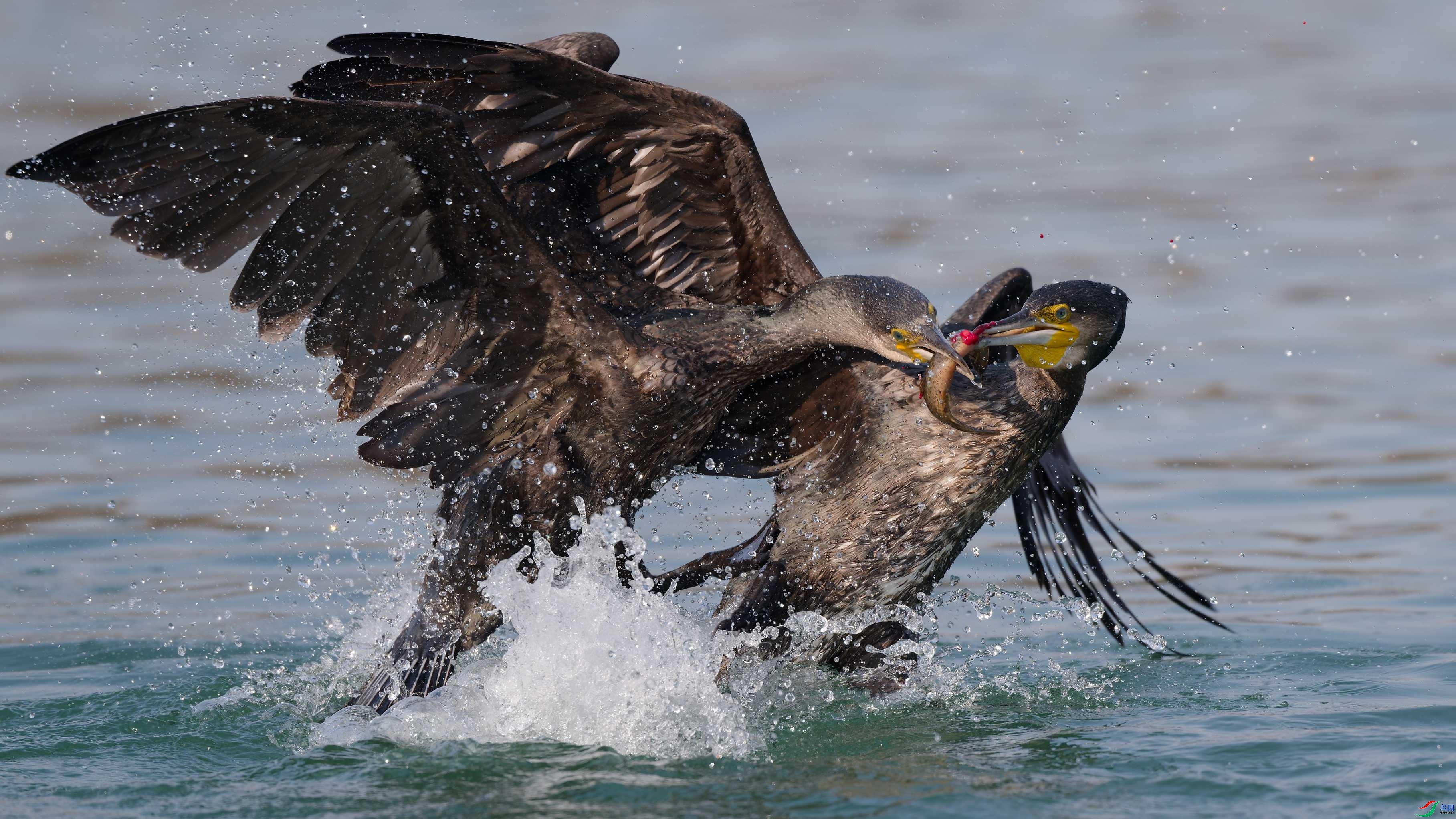 2.23ESSE��ʦ��Ʒ  ����ս�� ��ף���ٻ��Ա������.jpg