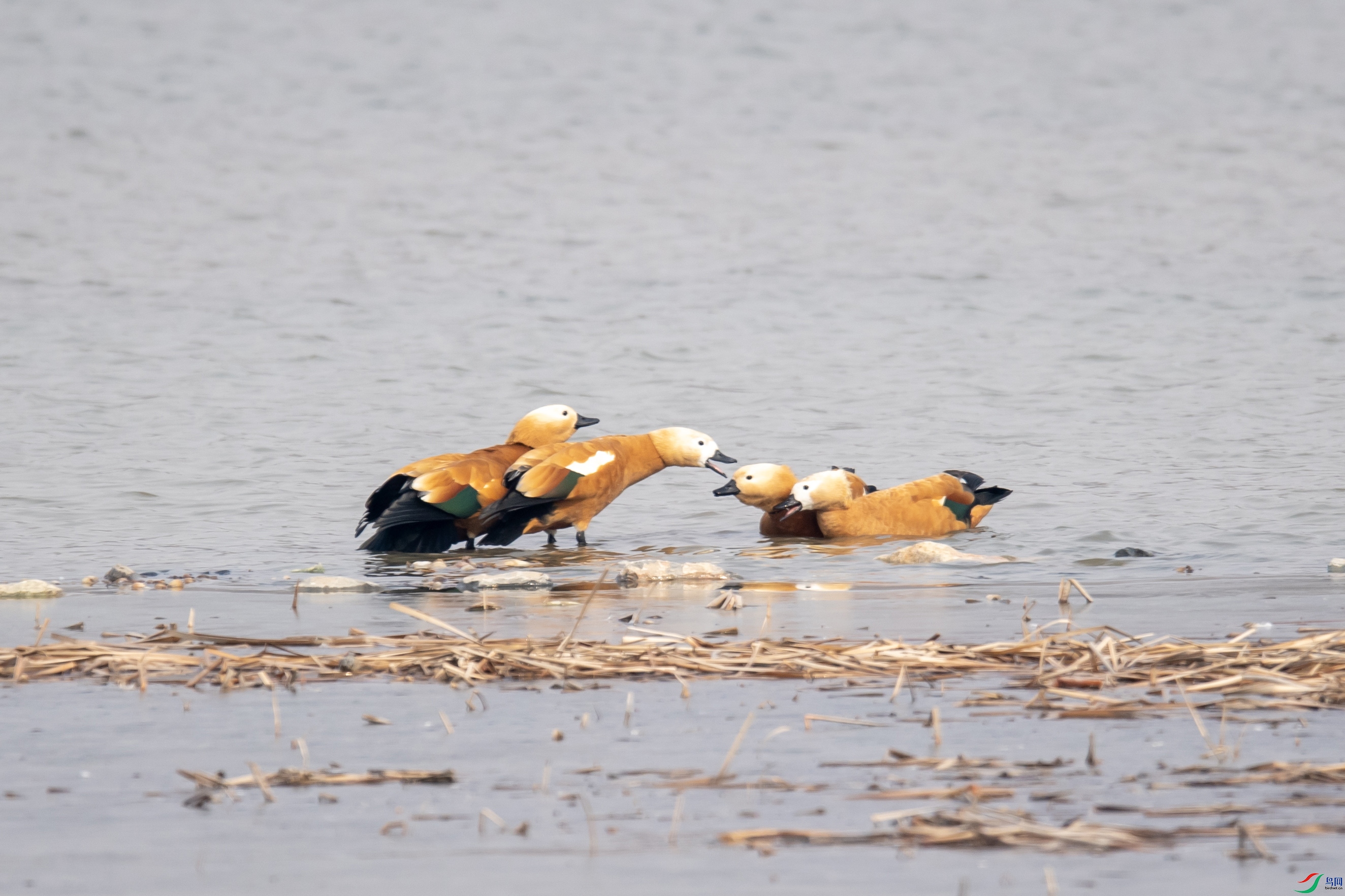 DSC_6173 ����.jpg