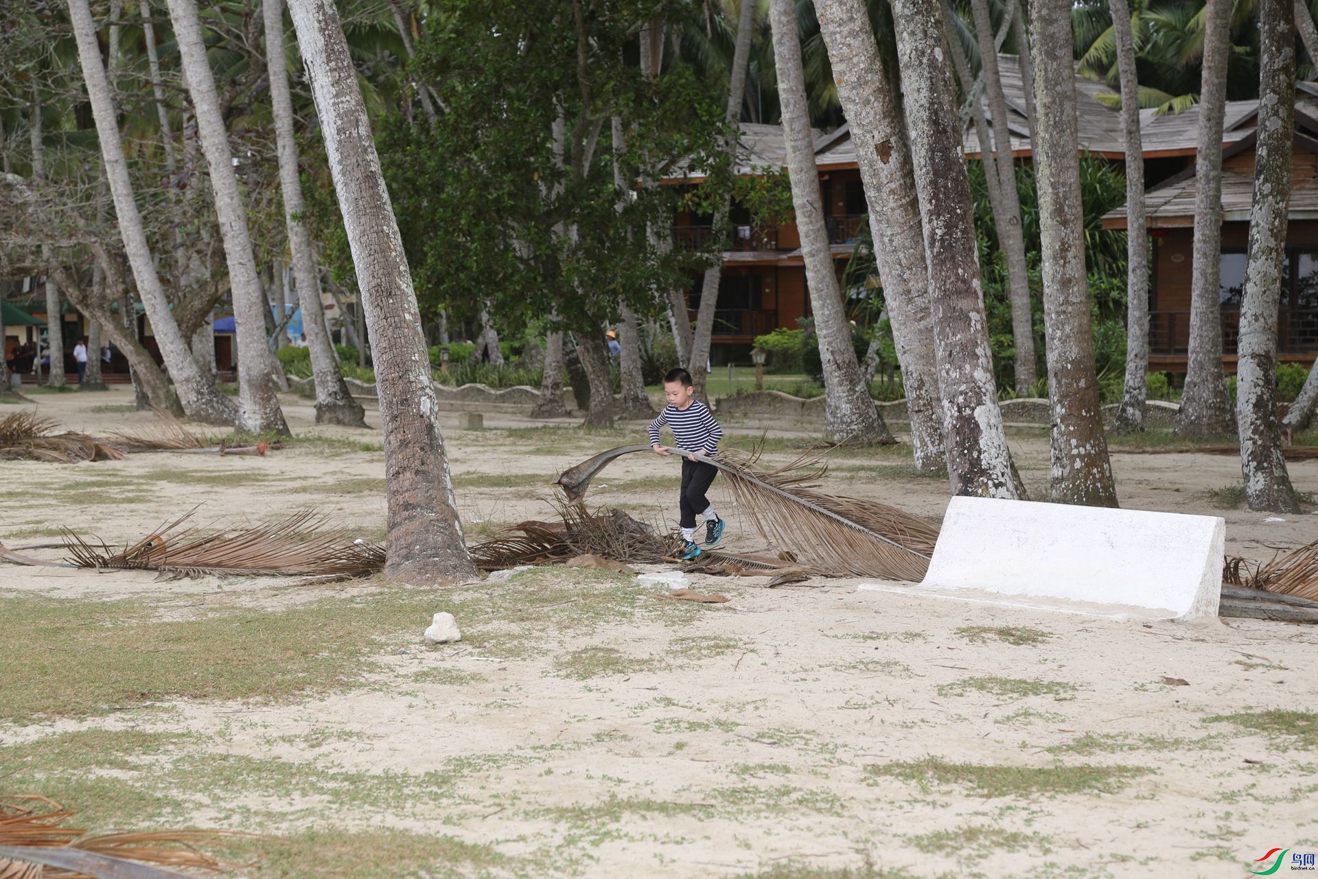 ����������Ҷ