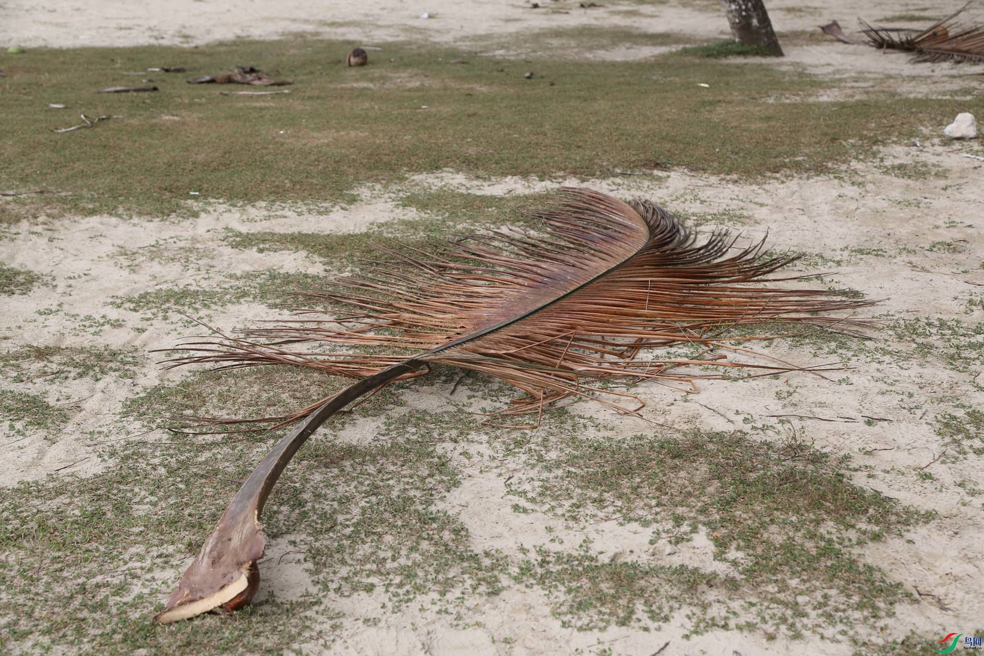 ����������Ҷ