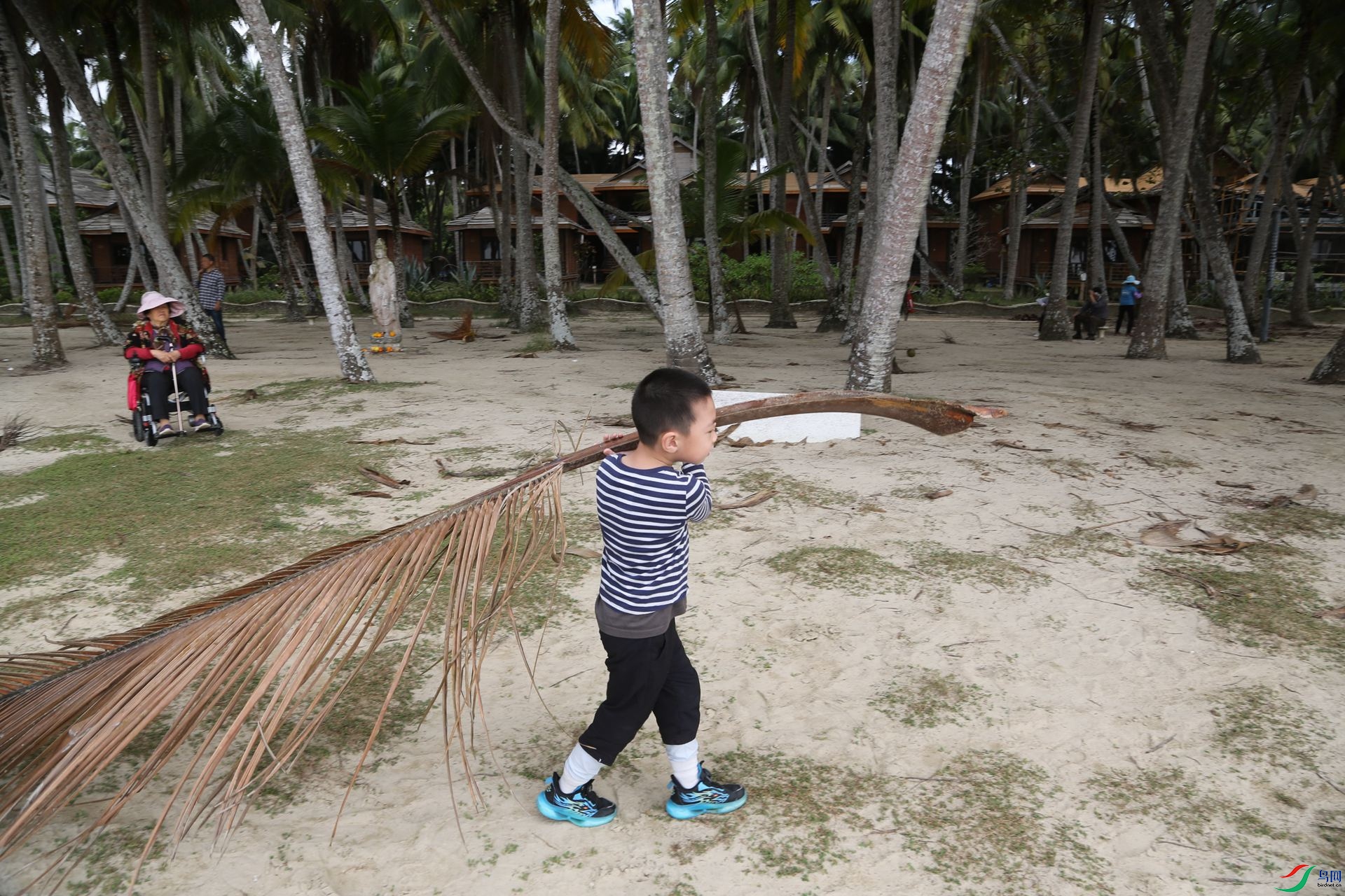 ����������Ҷ