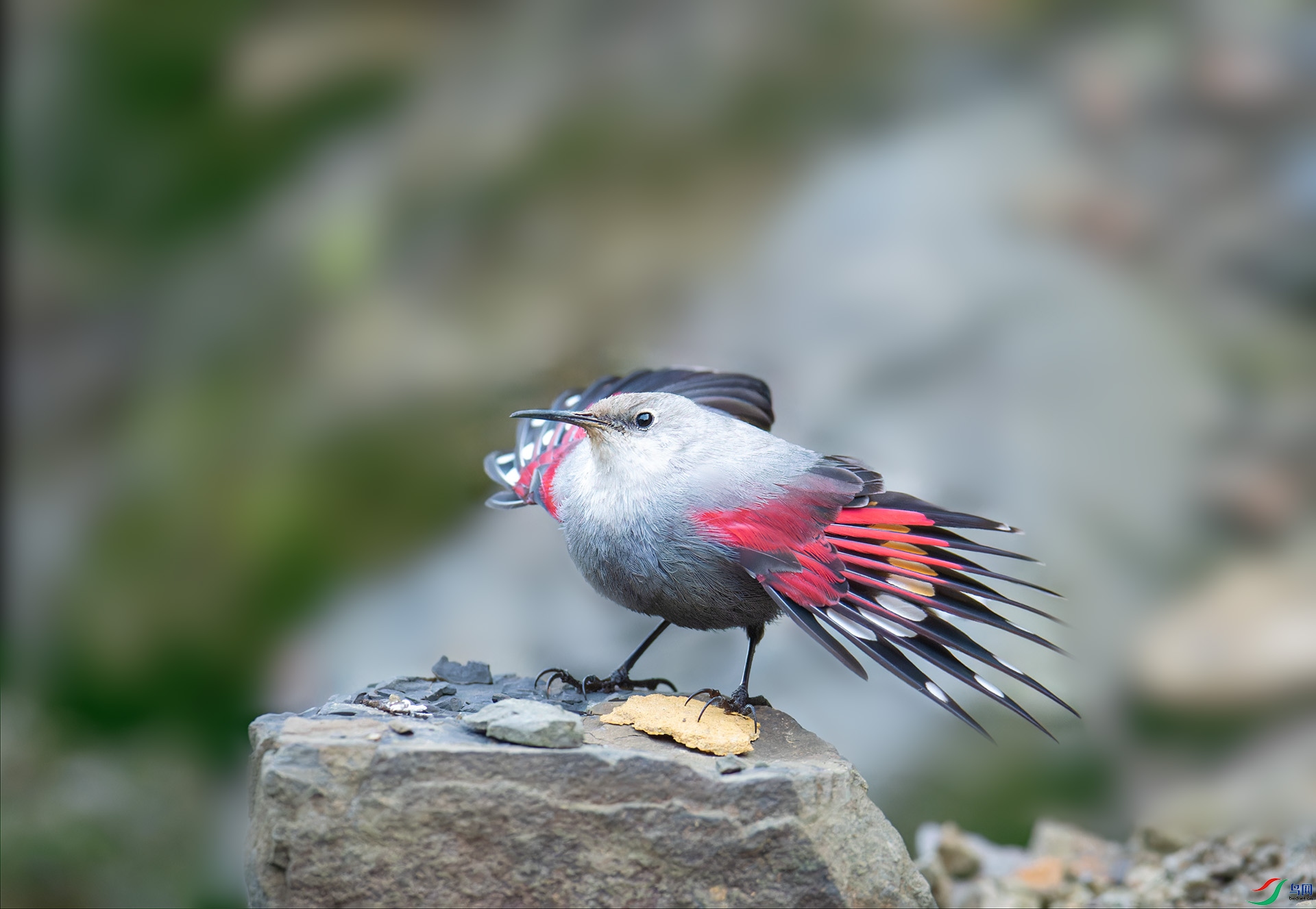 DSC_4318-1.jpg