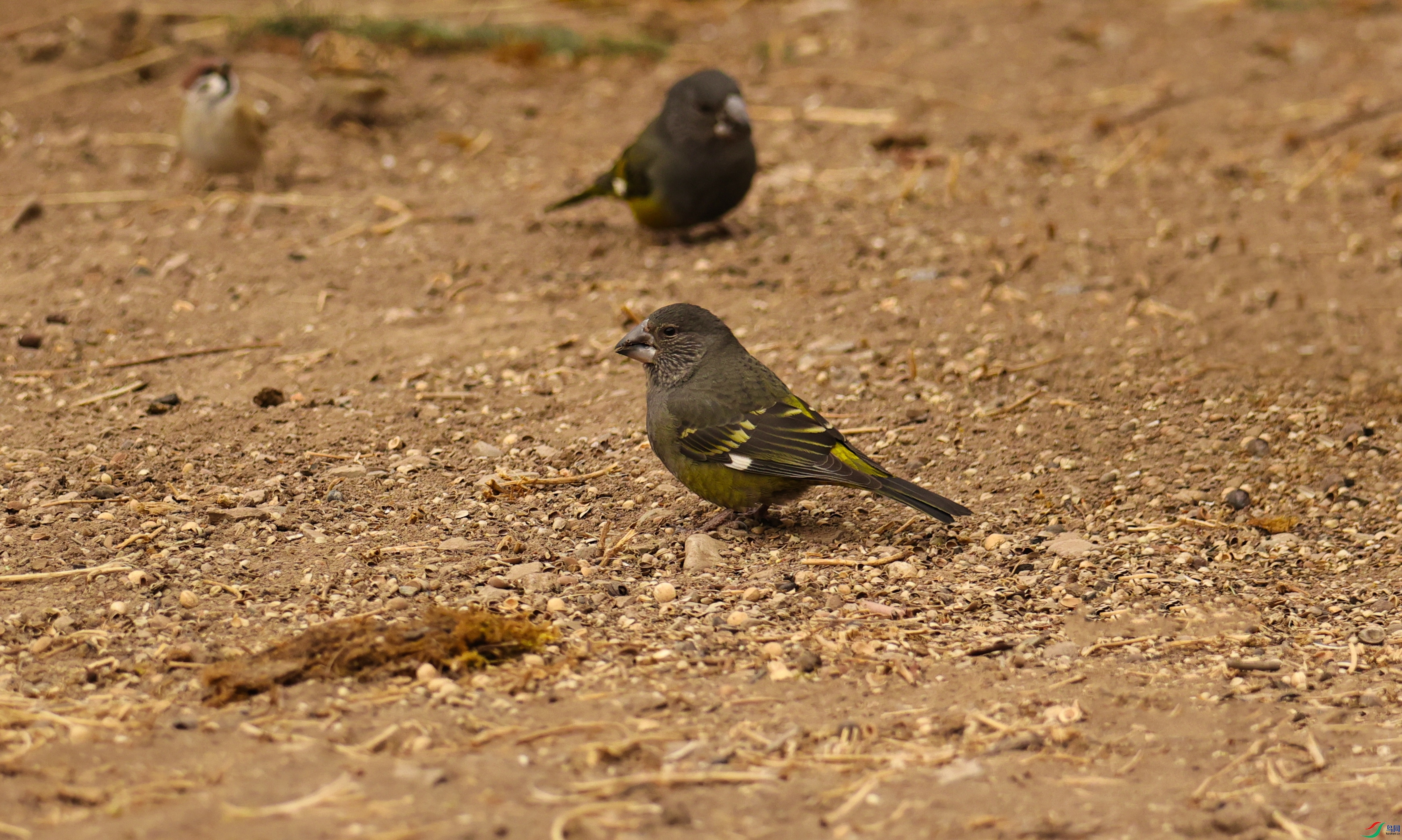 7X5A9213 - ����.JPG