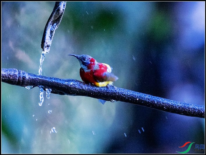 ����̫����