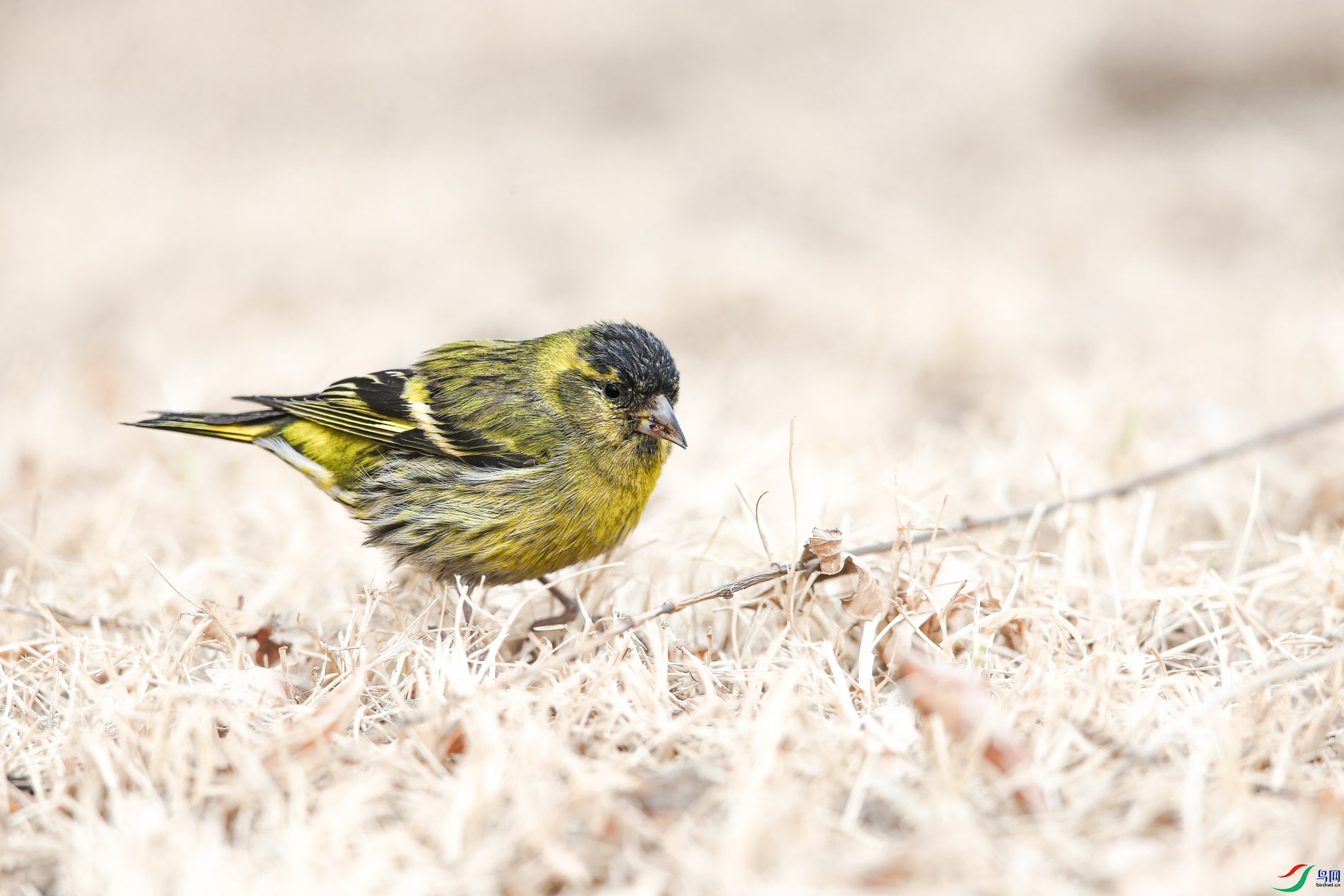 AQ4P0102-1.jpg