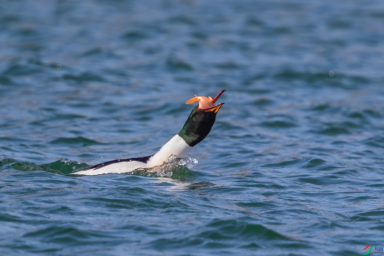AQ4P0805-1.jpg