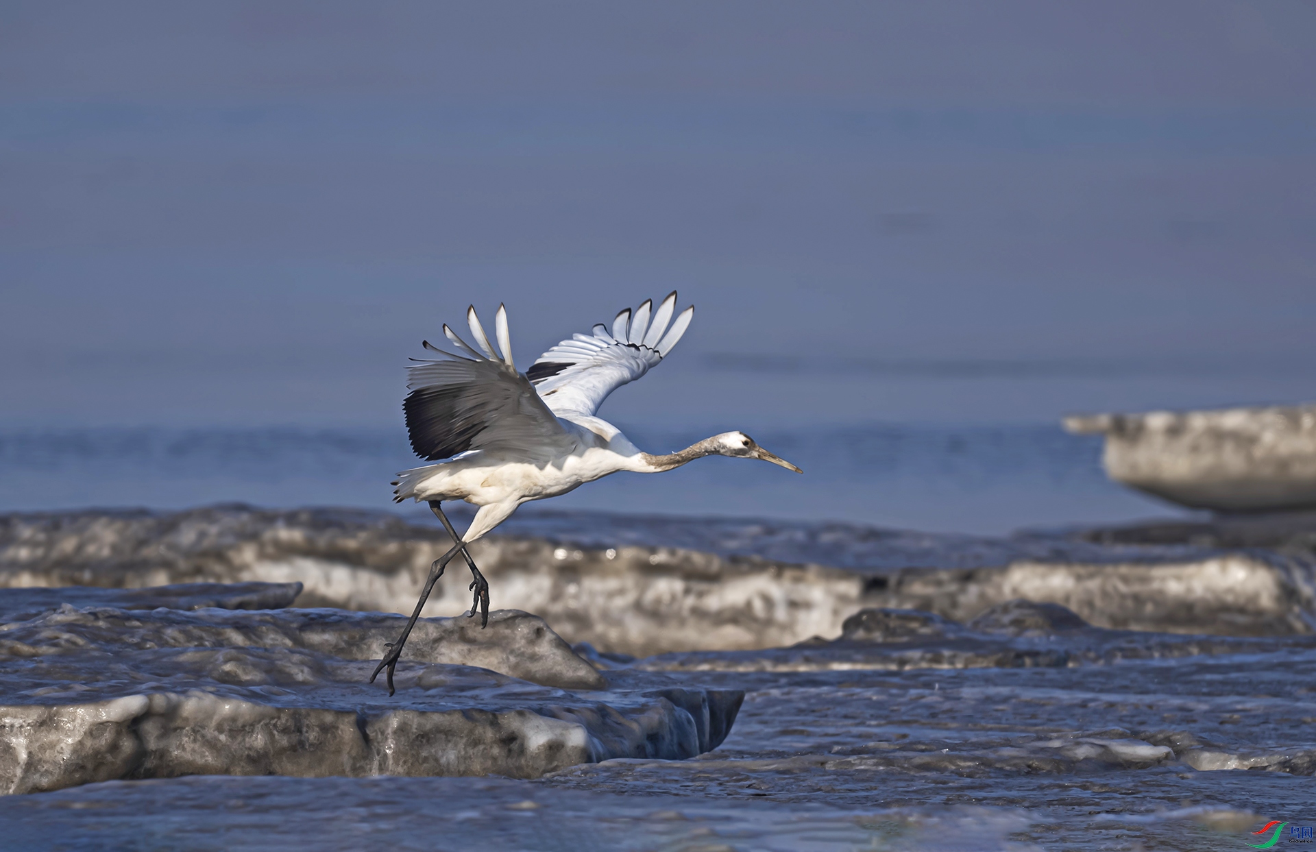 _DSC4529d4.jpg