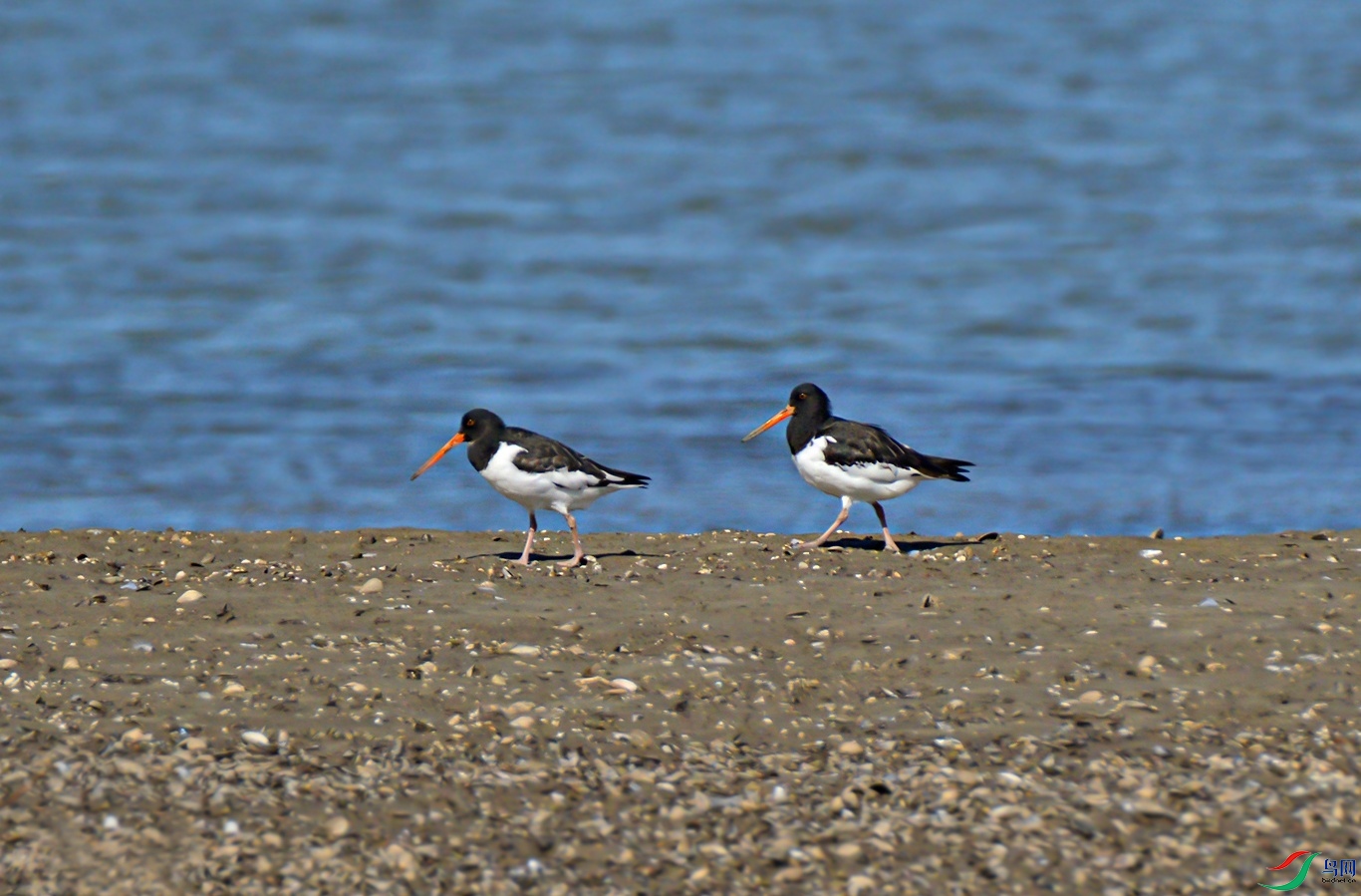 DSC_0288f.jpg
