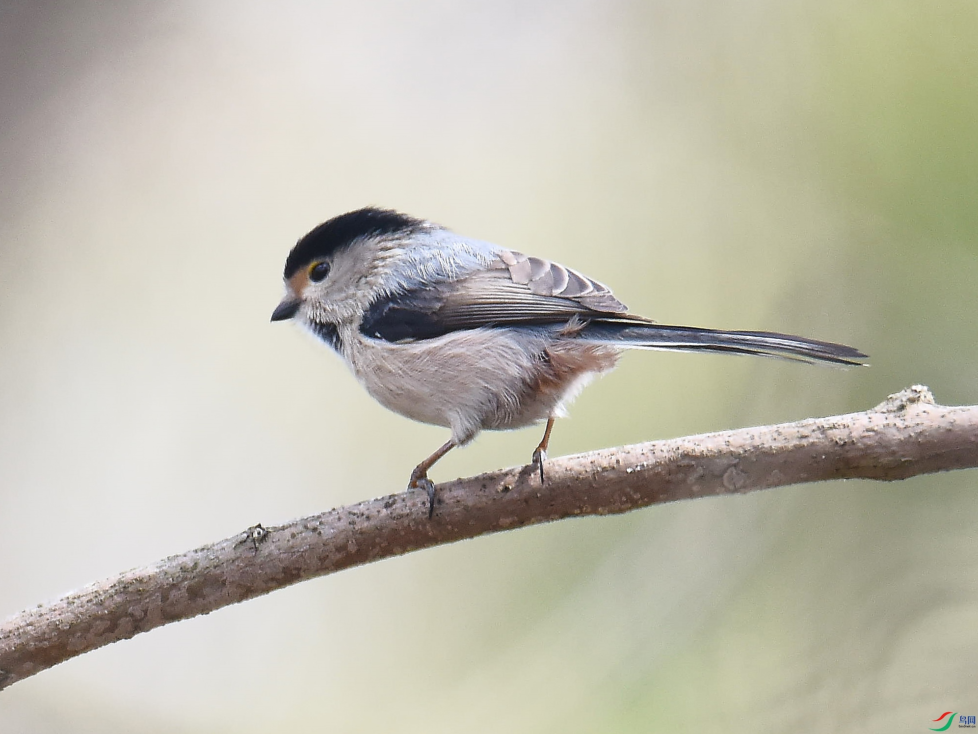 DSC_1131.jpg
