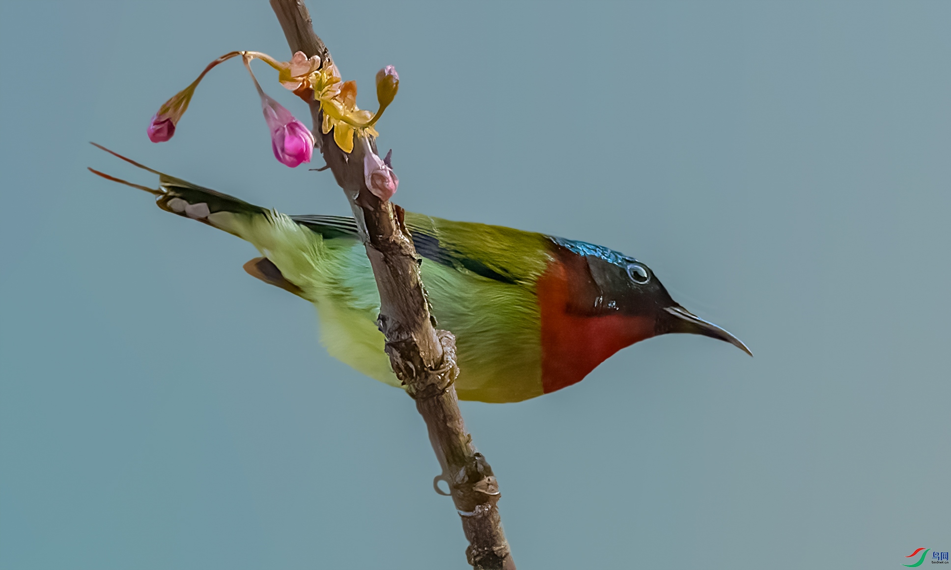 ��β̫����