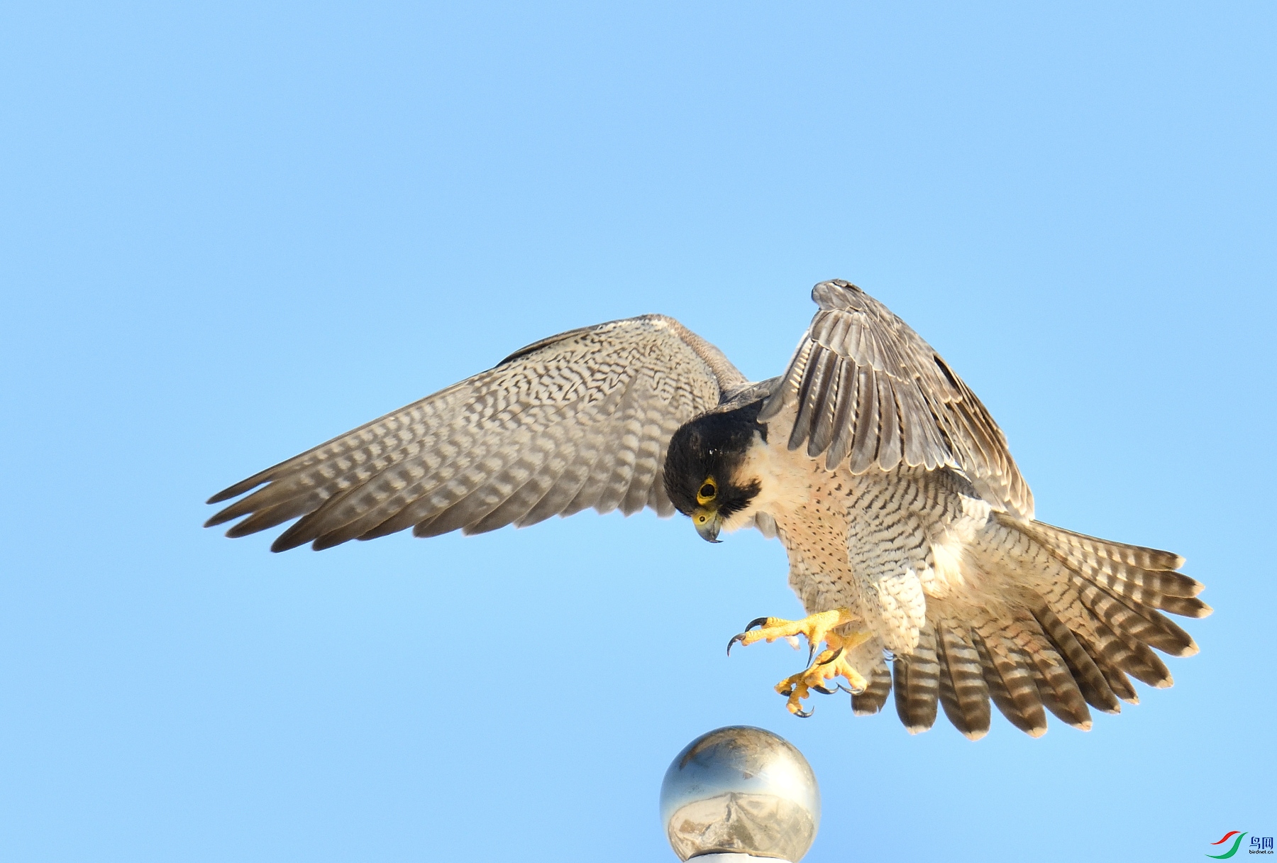 DSC_2817_01.JPG