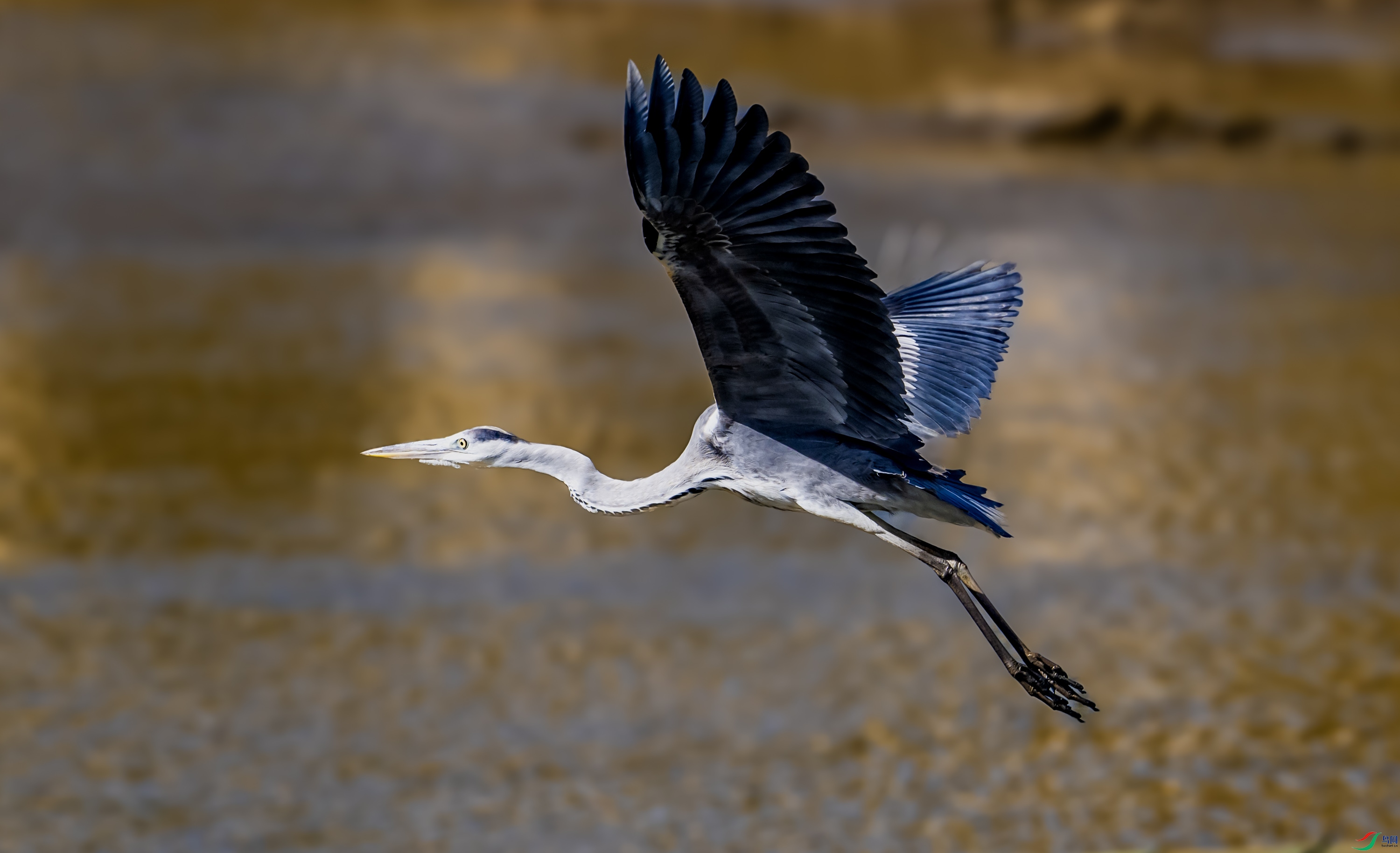 ����