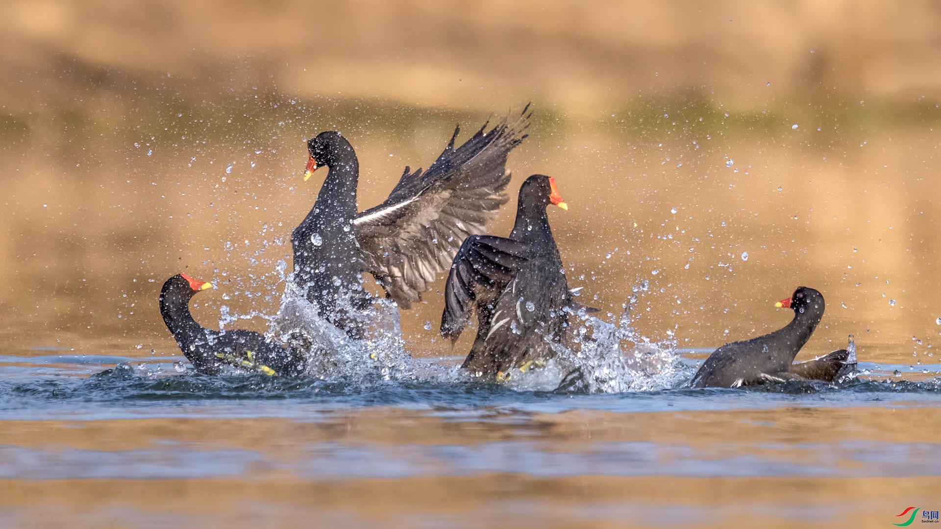 DSC_4371-1.jpg