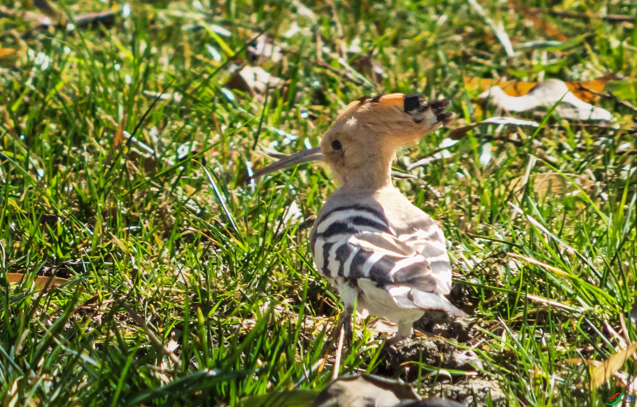 DSC06612 ����.jpg