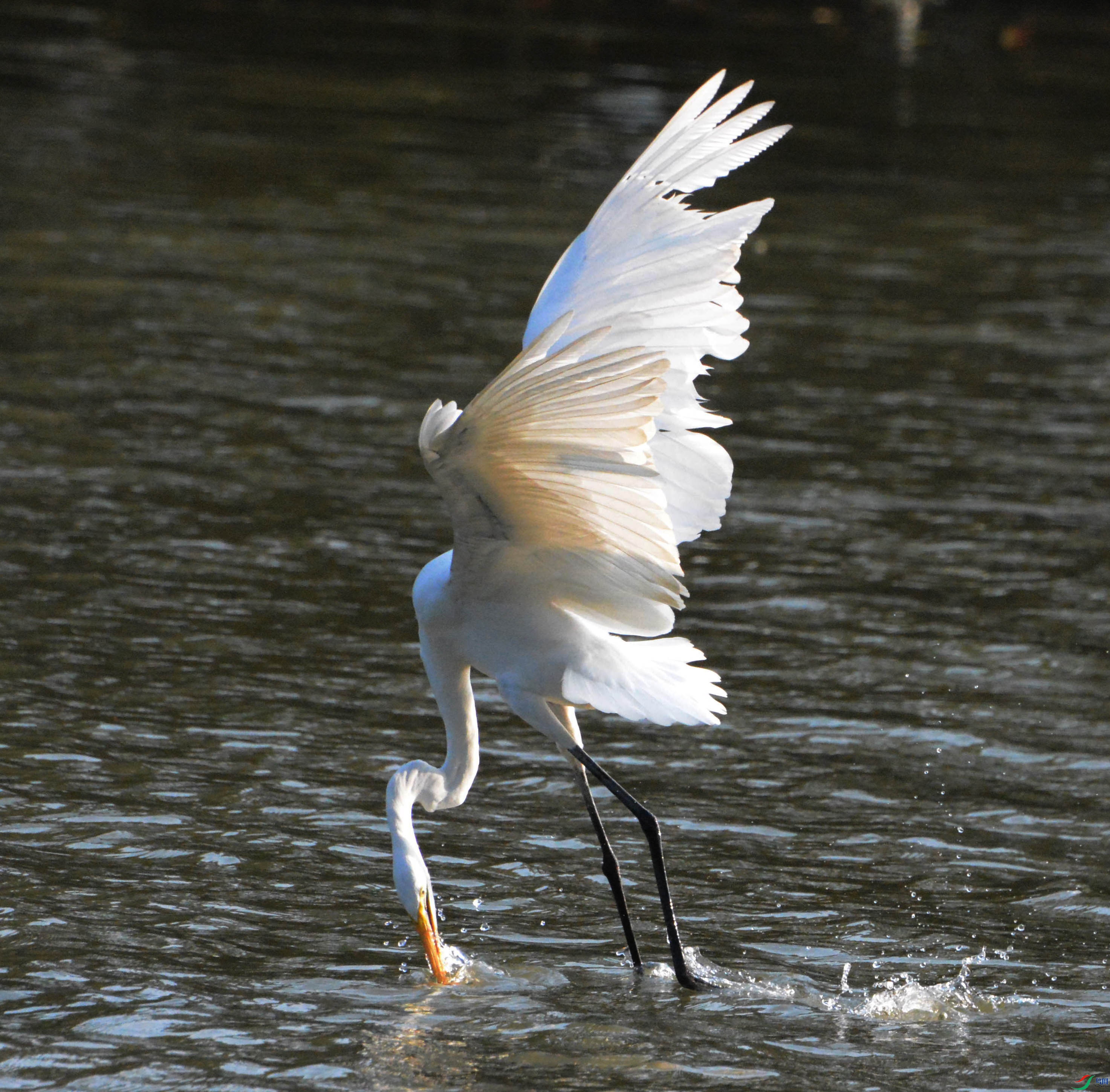 DSC_5779b.jpg