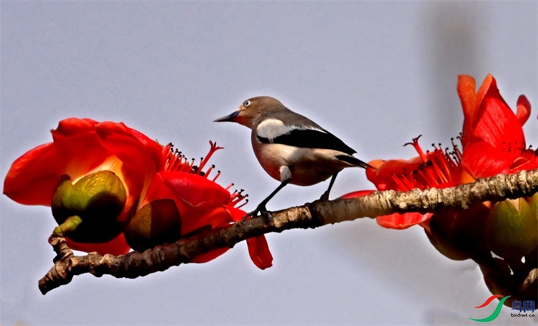 DSC_1972 - ���� - ����.JPG