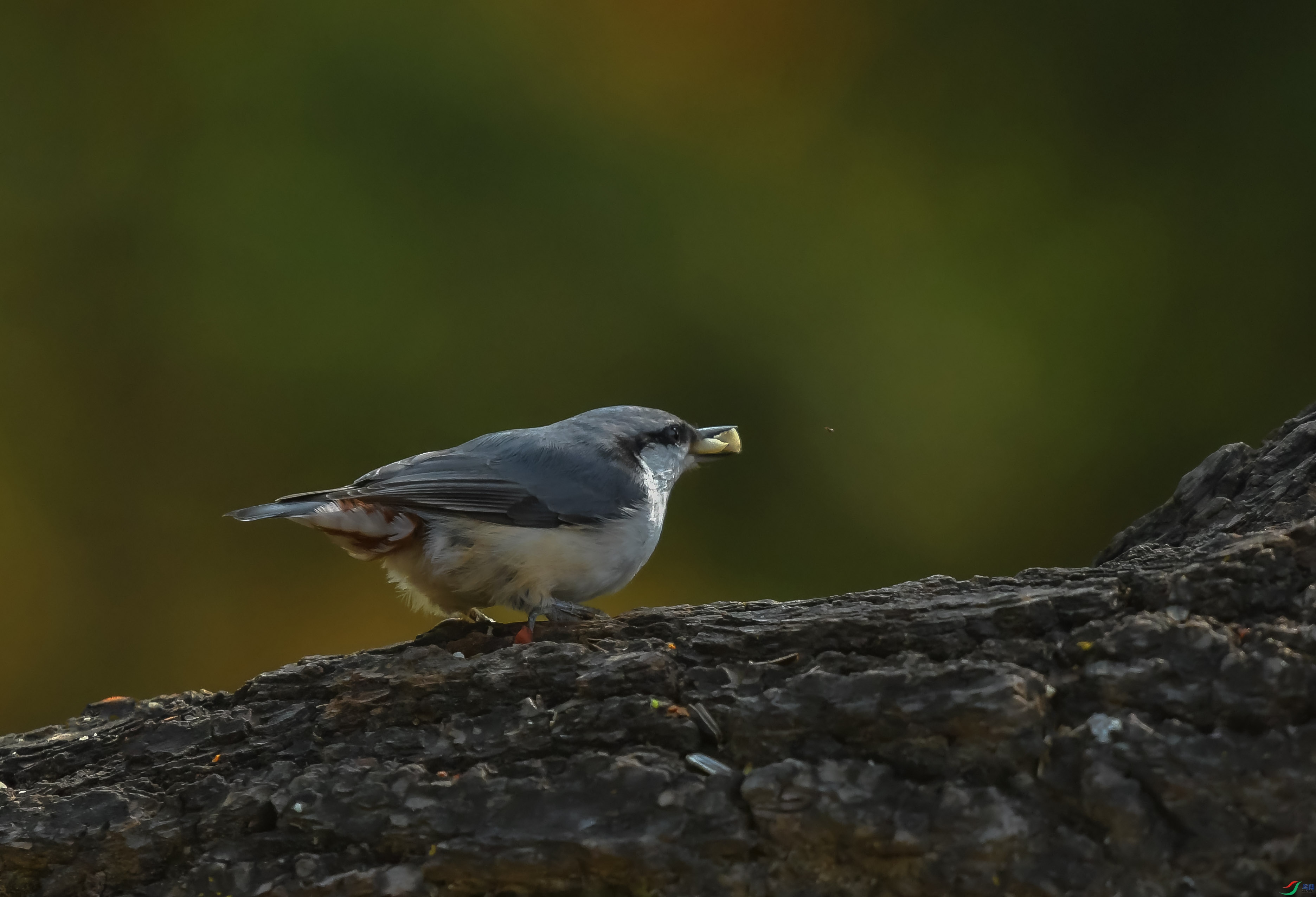 DSC_1690.JPG