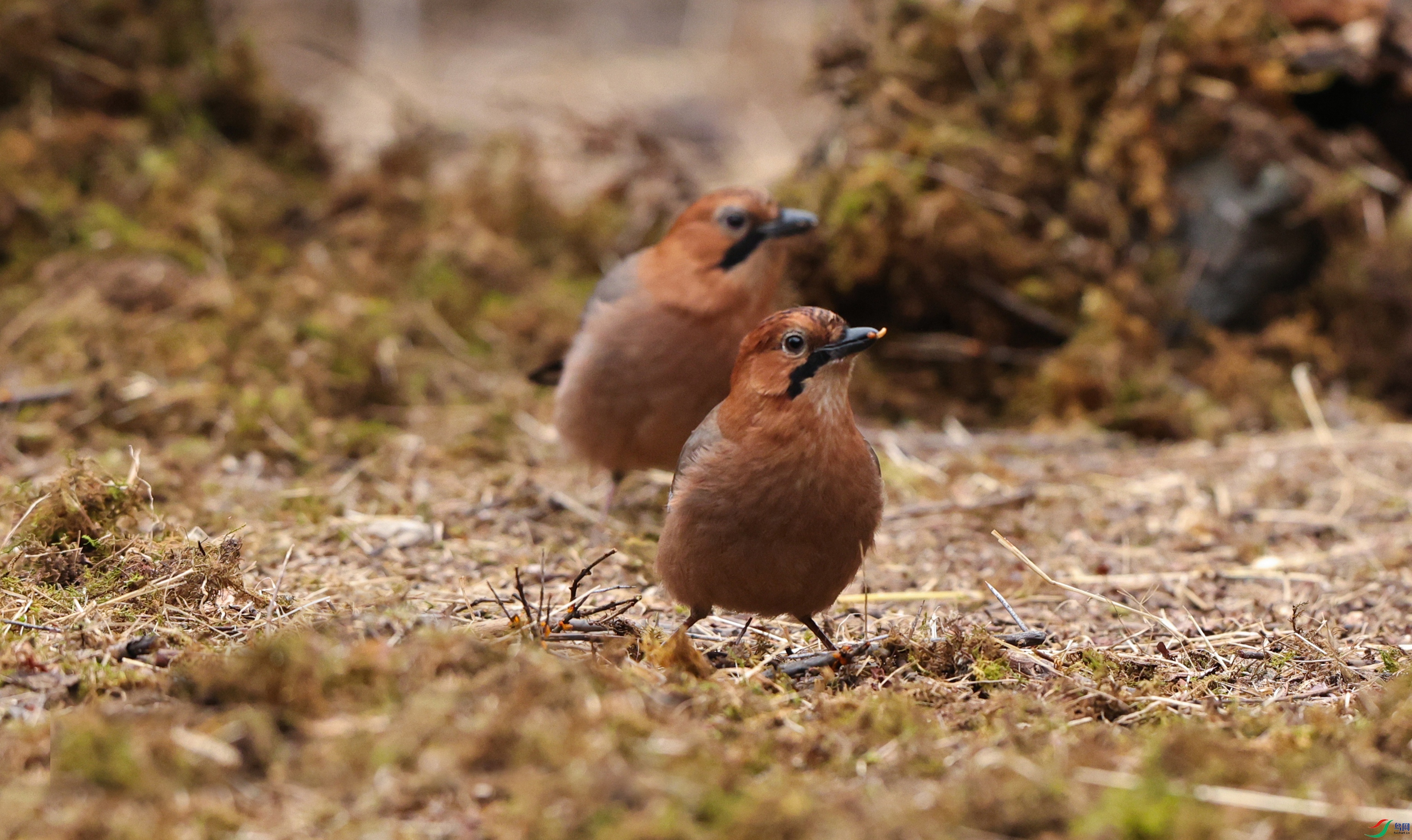 7X5A0522 - ����.JPG