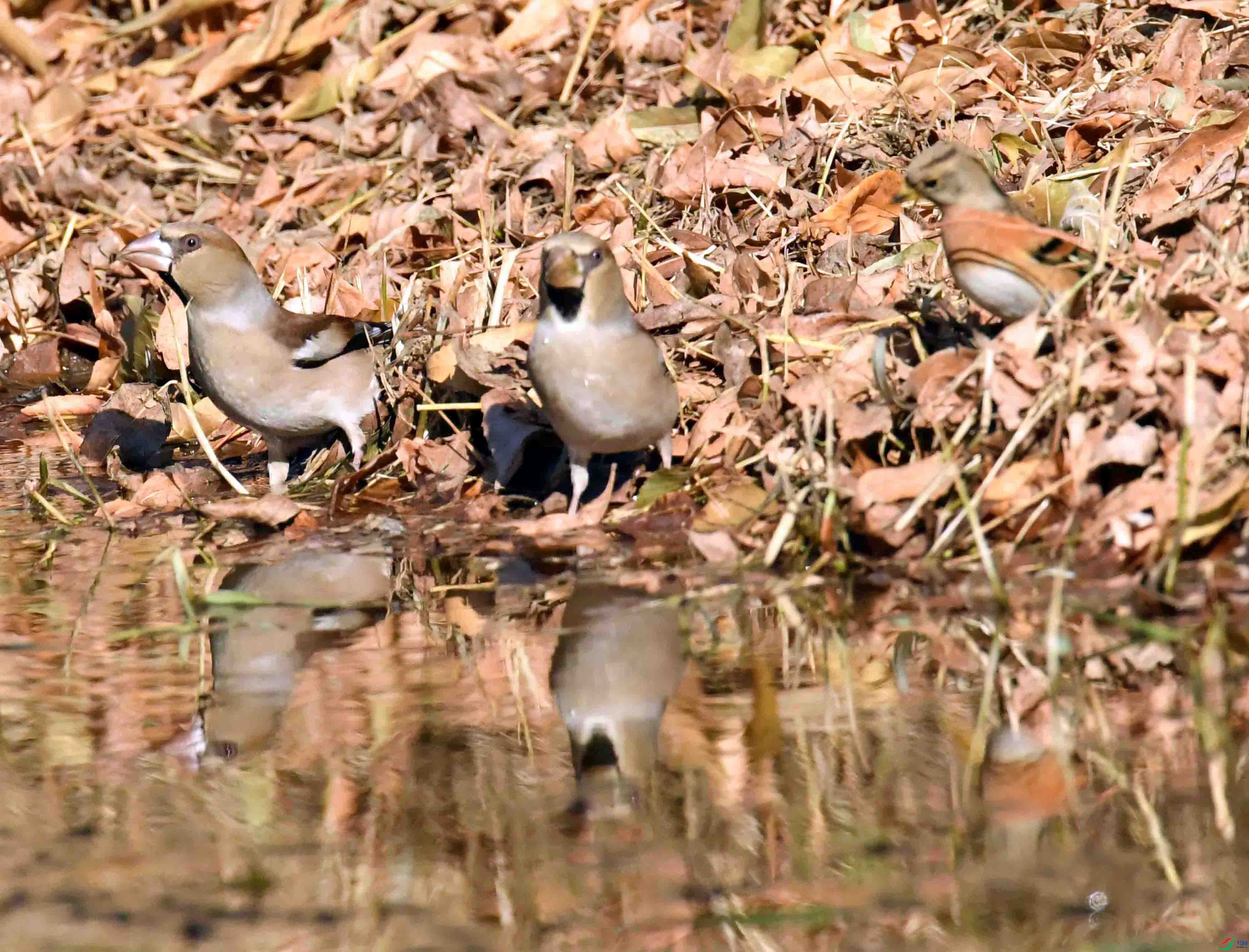 DSC_5565.JPG