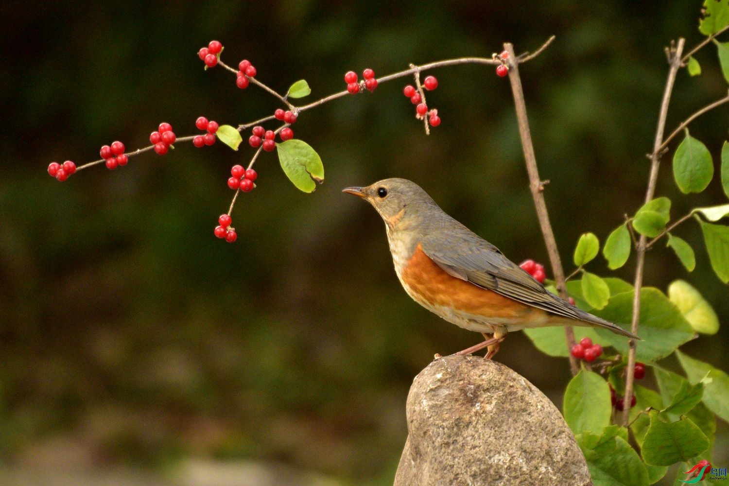 DSC_1277.JPG