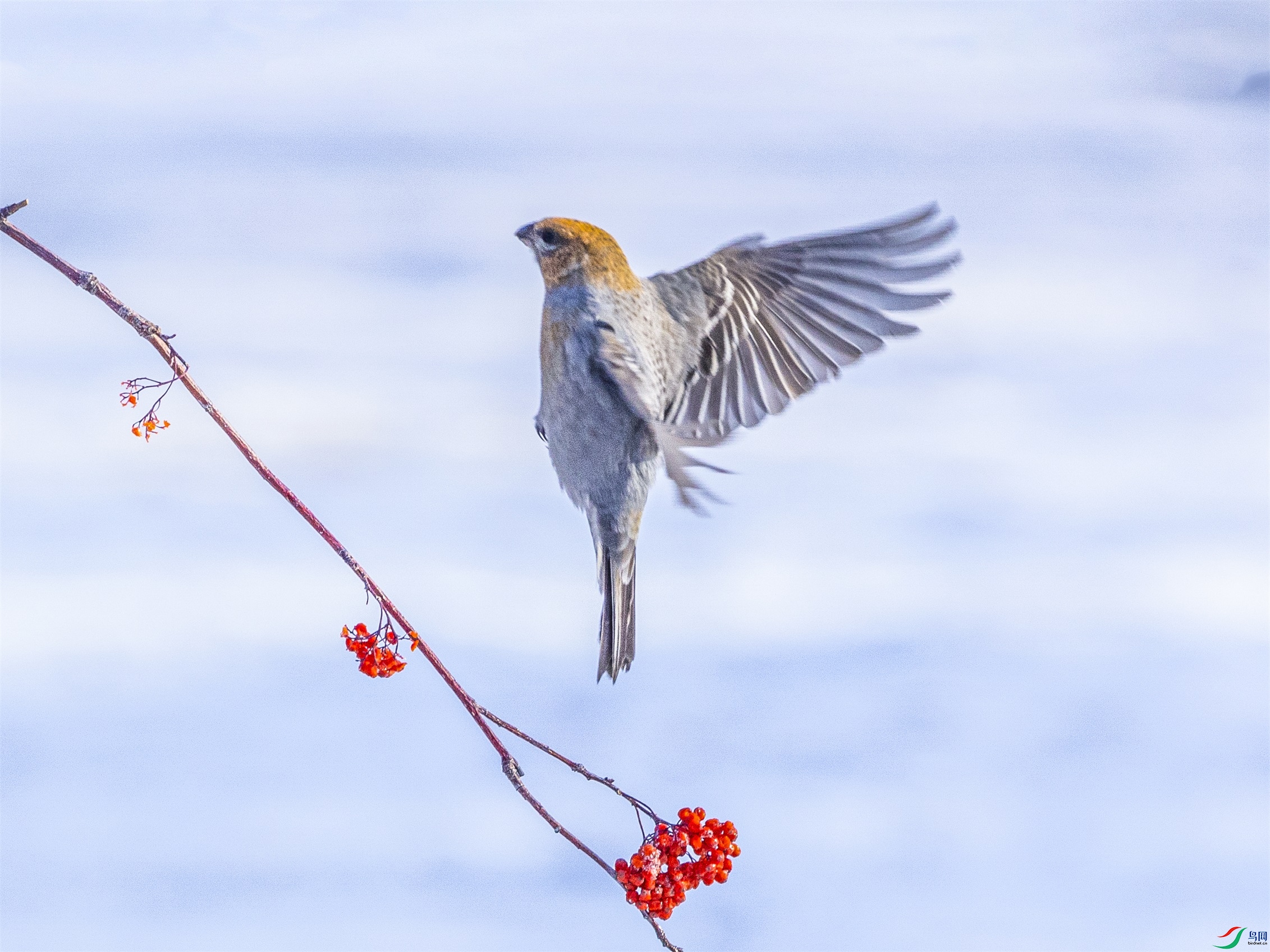 1K3A1324 ����1.jpg