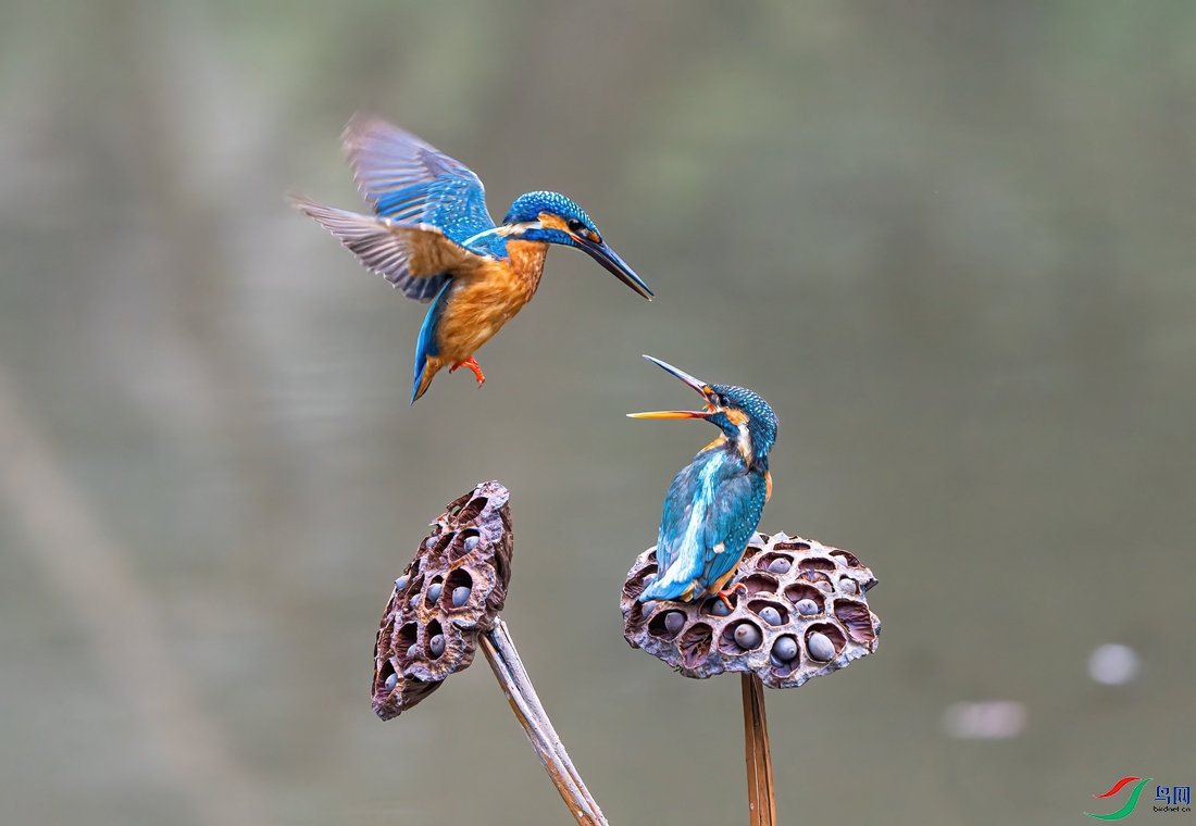 ���켾�����