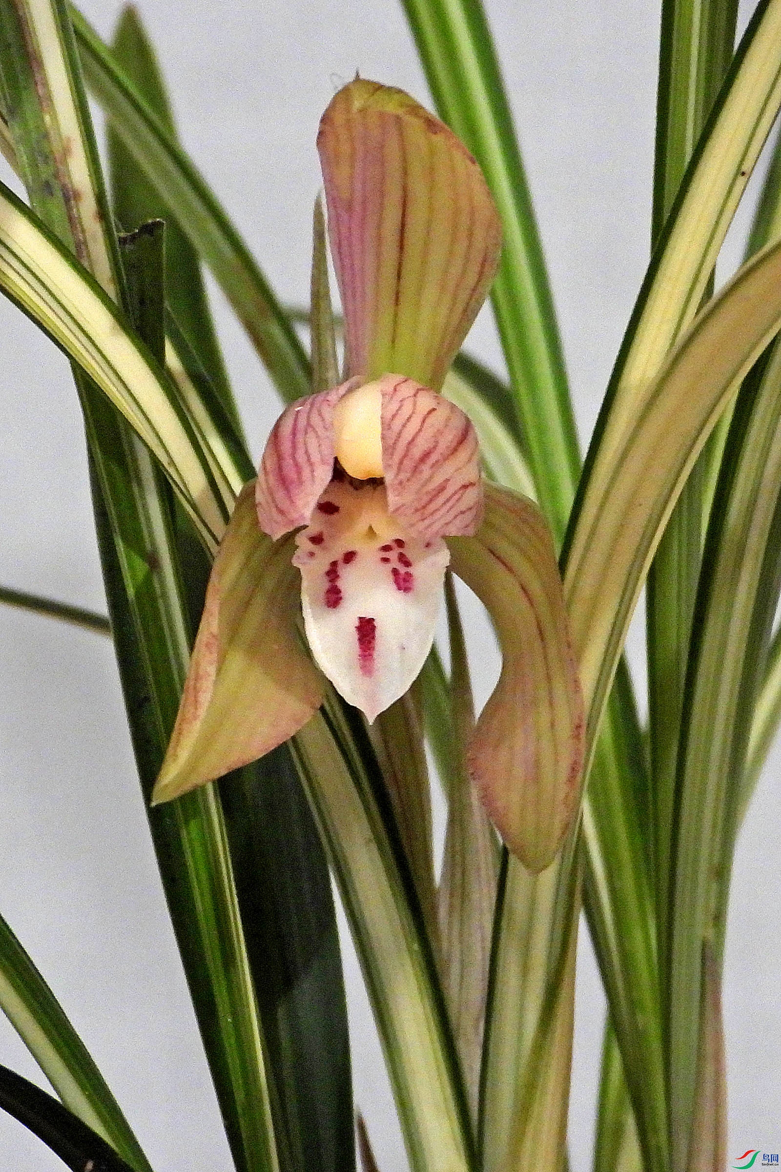 DSCN2729.JPG